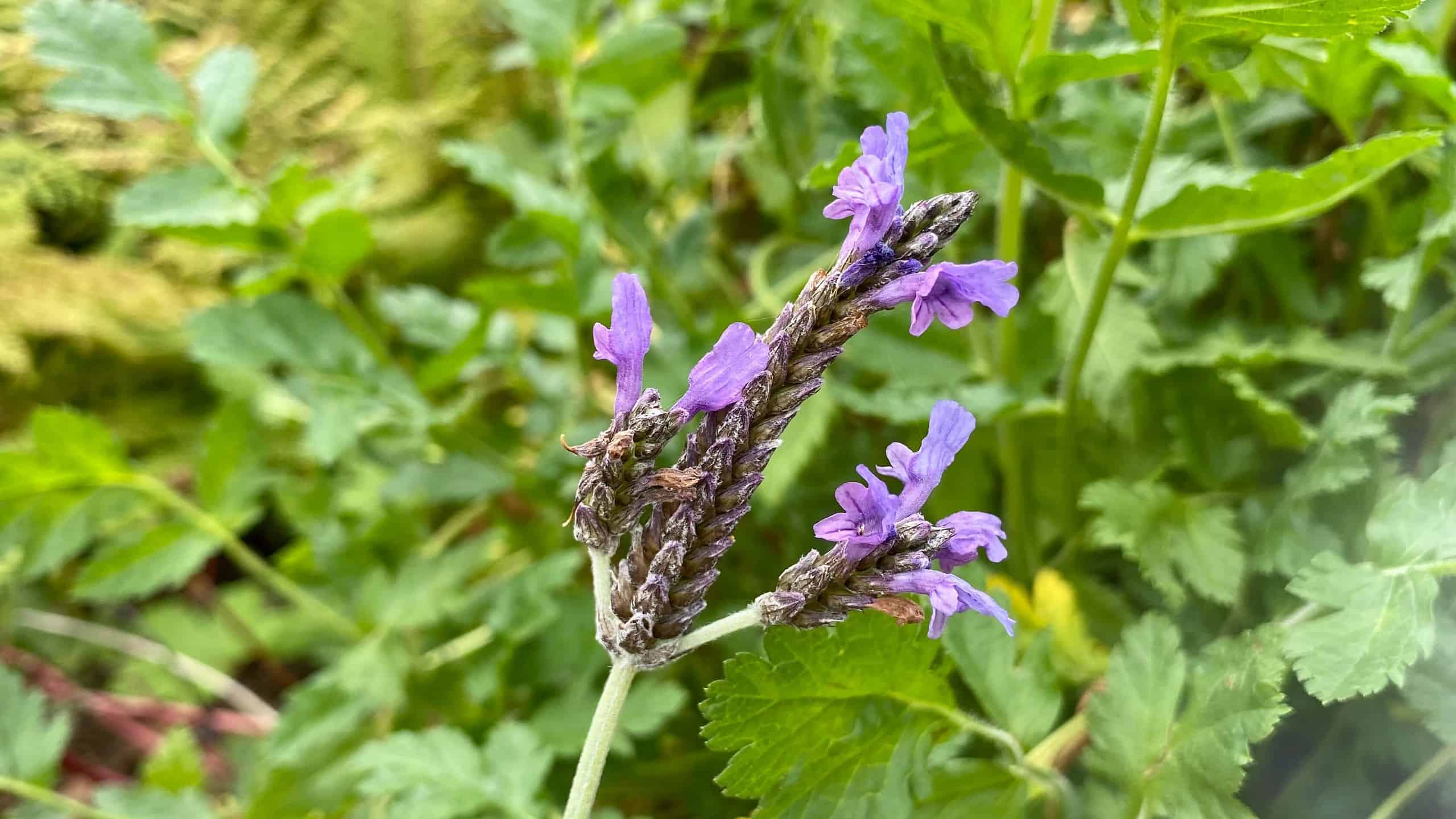 What To Do In The Garden In October garden-in-october-lavender