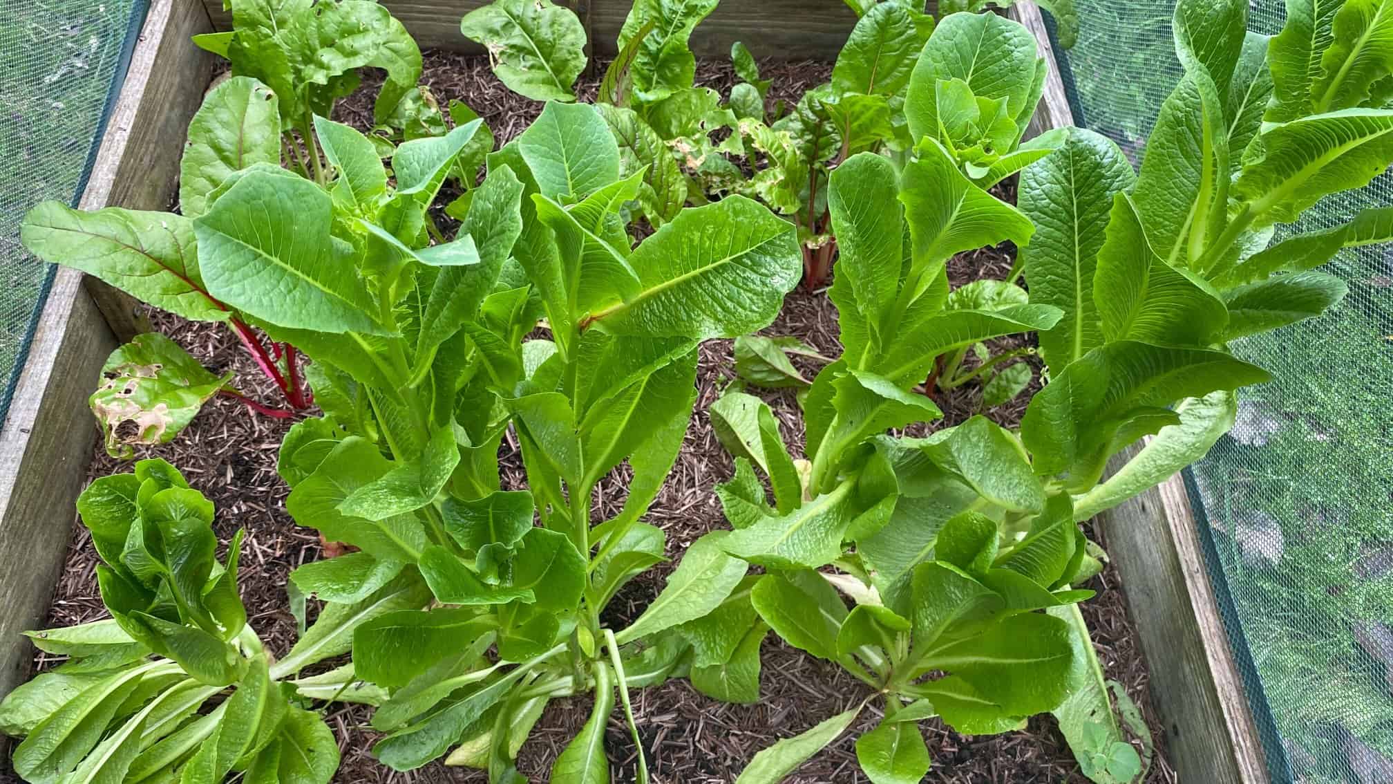 What To Do In The Garden In October garden-in-october-lettuce