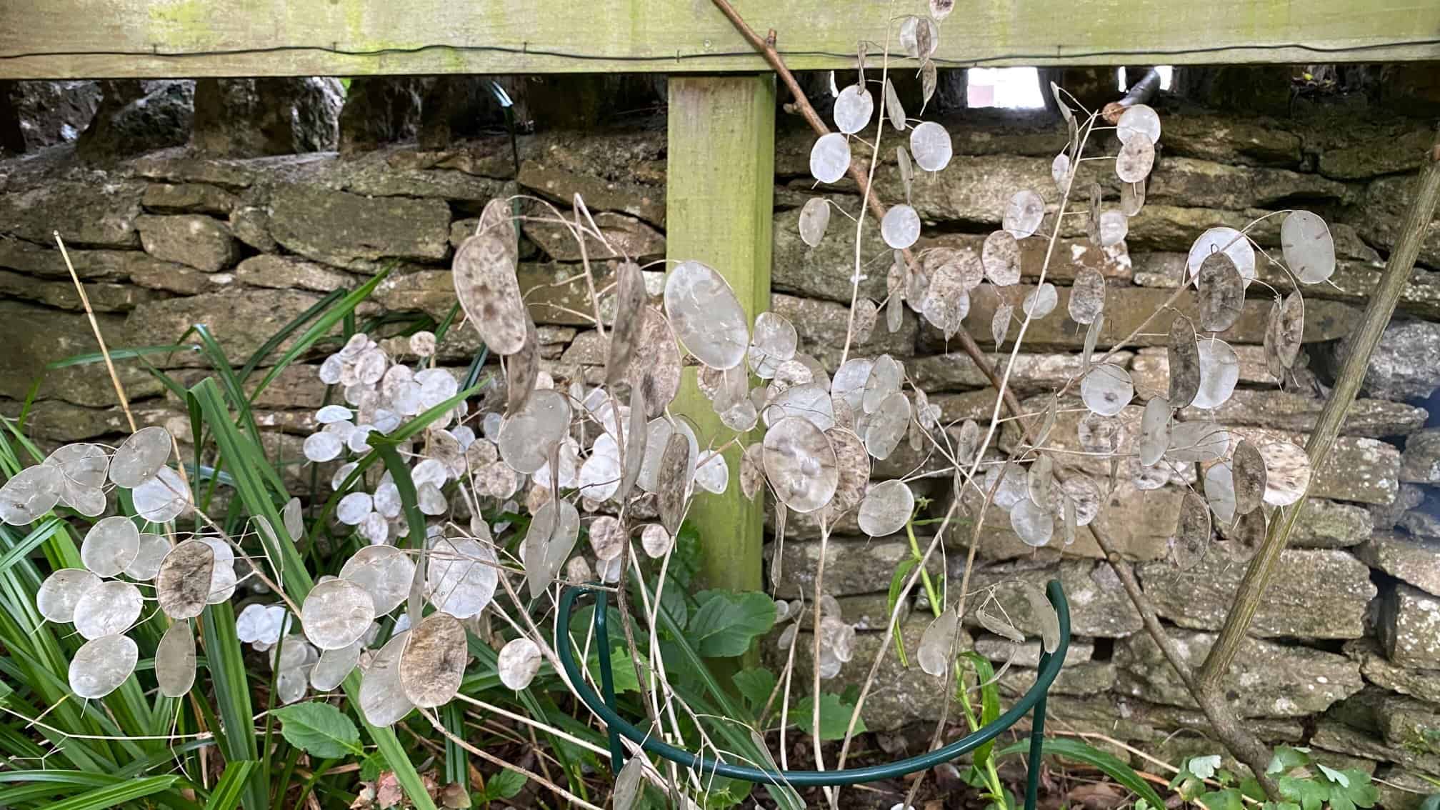 What To Do In The Garden In October garden-in-october-lunaria-seedheads