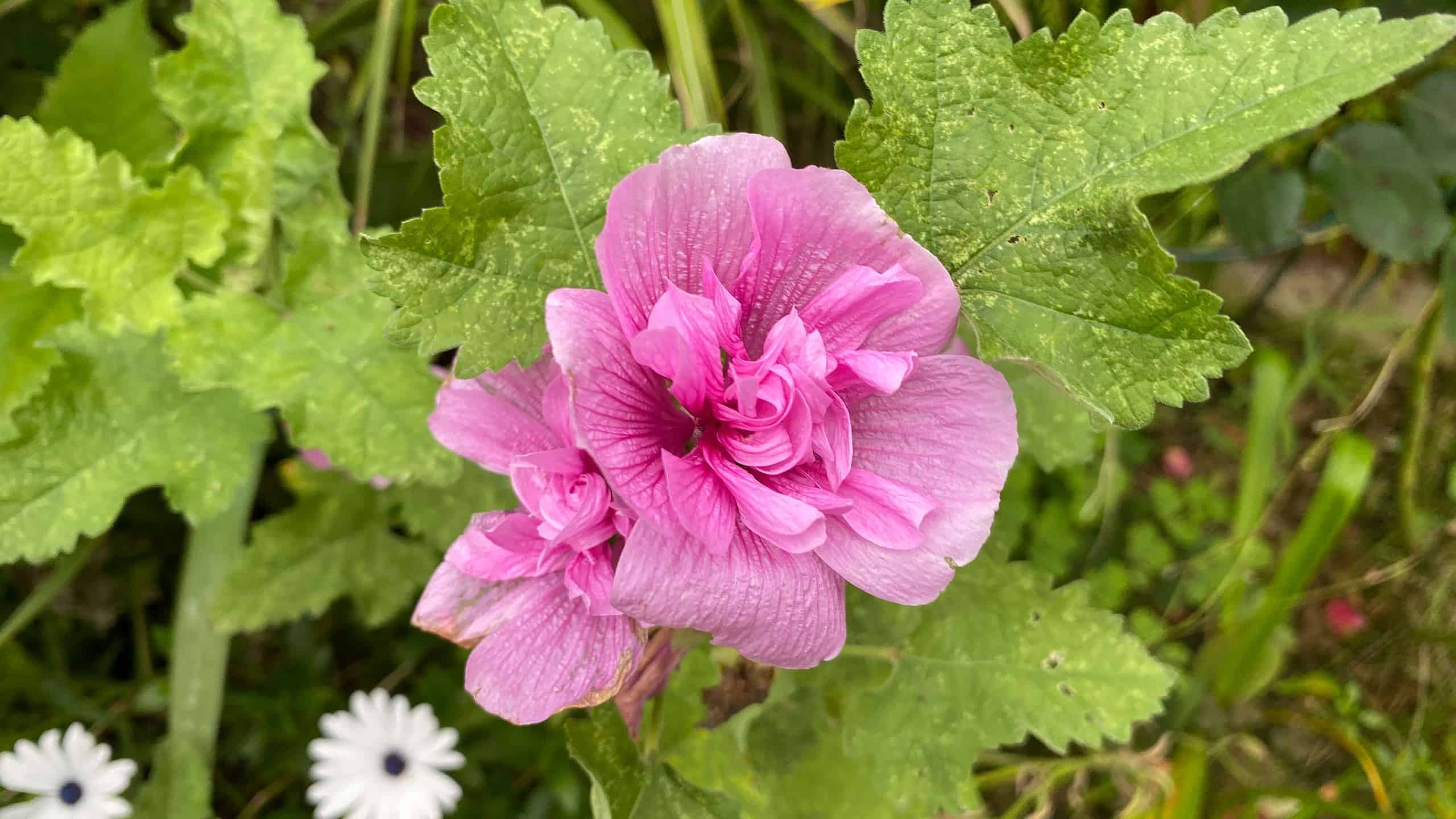 What To Do In The Garden In October garden-in-october-malva-pink