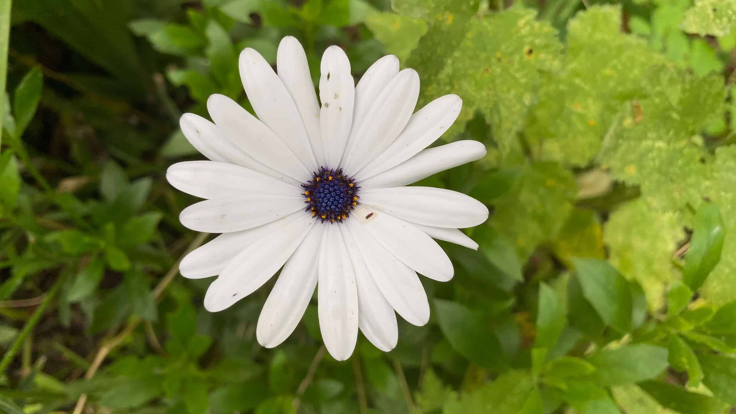 What To Do In The Garden In October garden-in-october-ostespermum-white