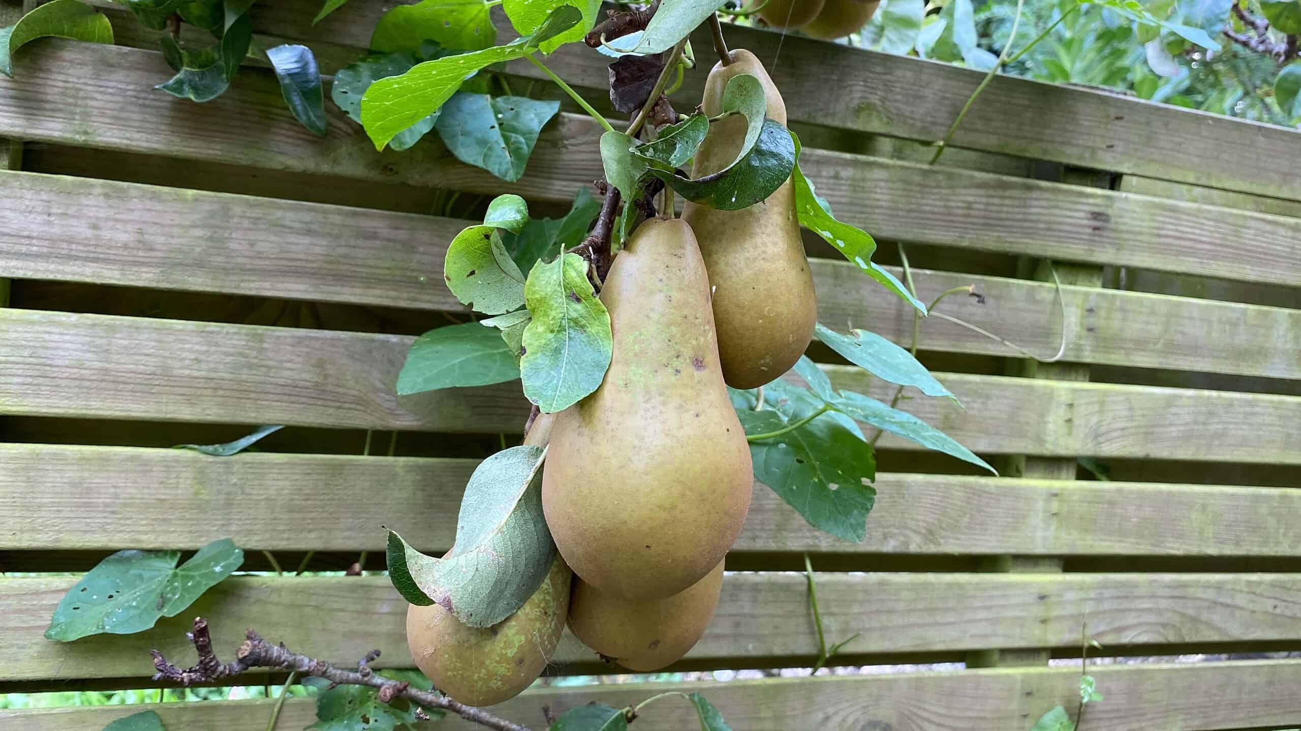 What To Do In The Garden In October garden-in-october-pears