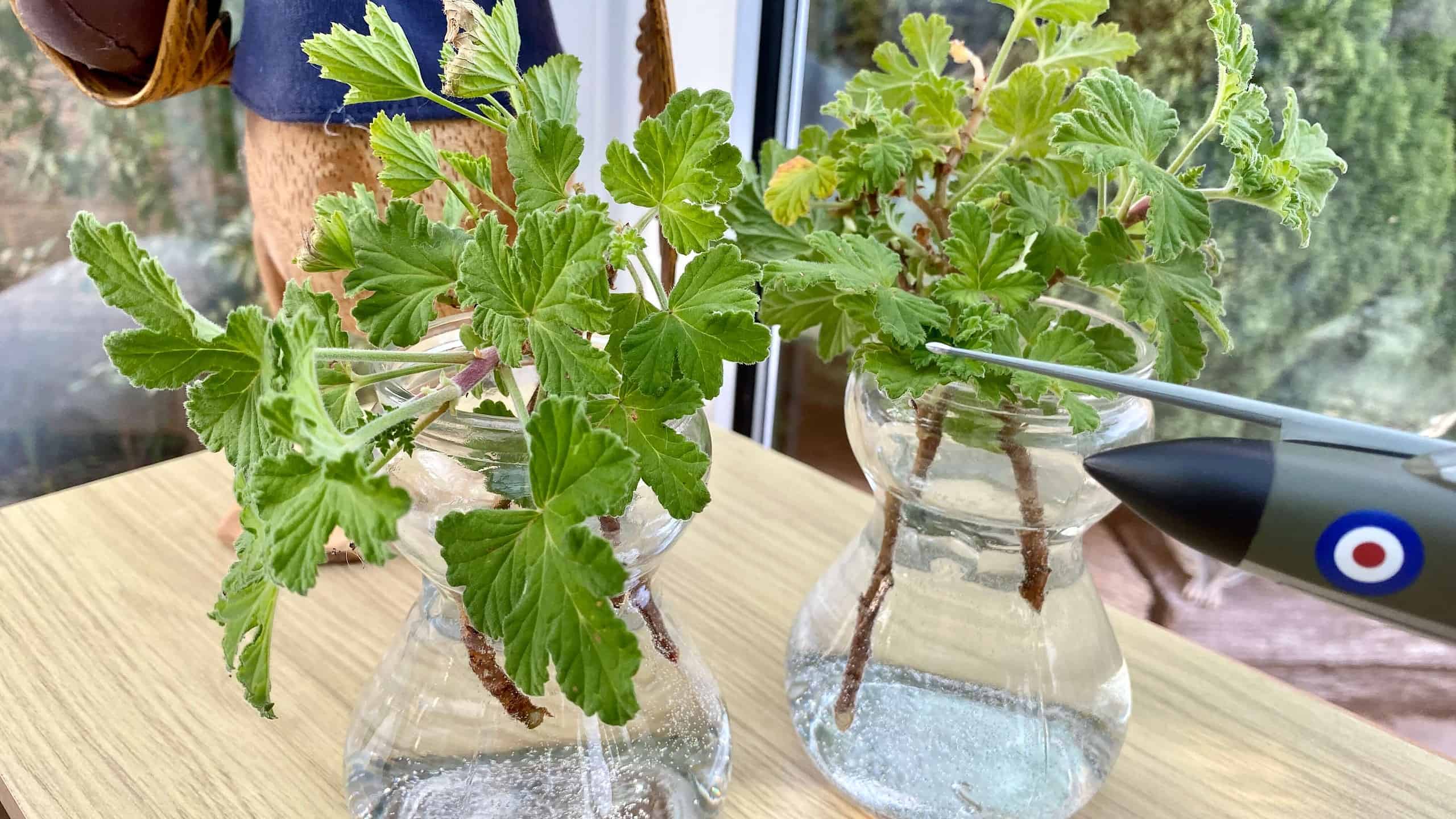 What To Do In The Garden In October garden-in-october-pelargonium-cuttings