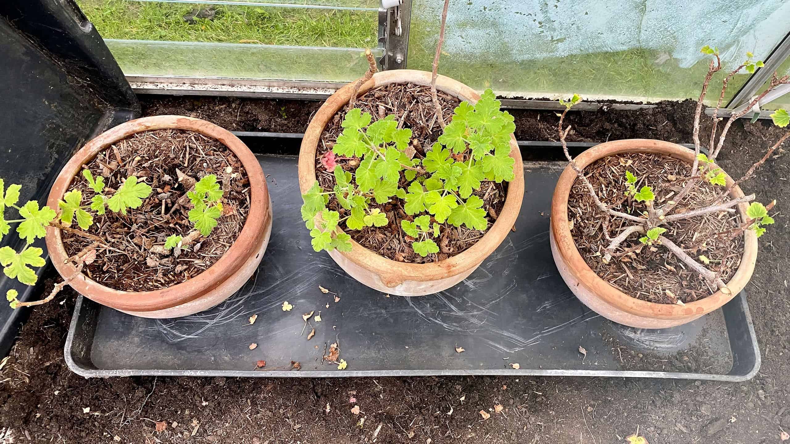 What To Do In The Garden In October garden-in-october-pelargoniums