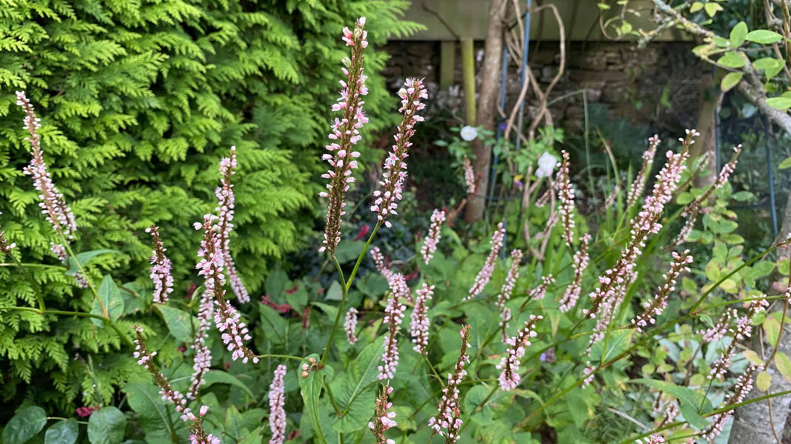 What To Do In The Garden In October garden-in-october-persicaria-white