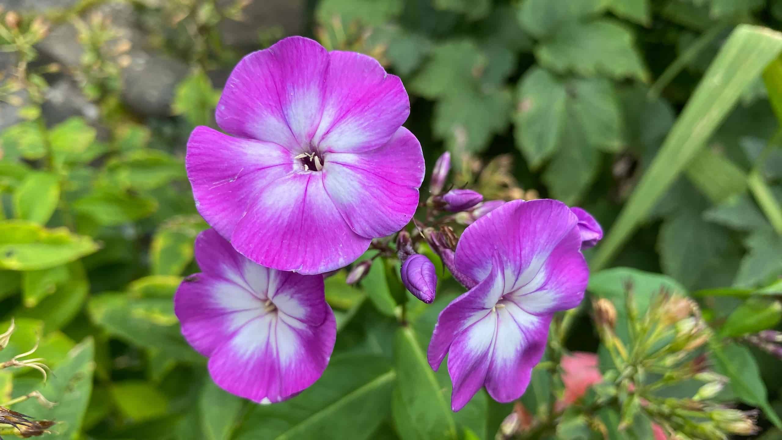 What To Do In The Garden In October garden-in-october-phlox-purple