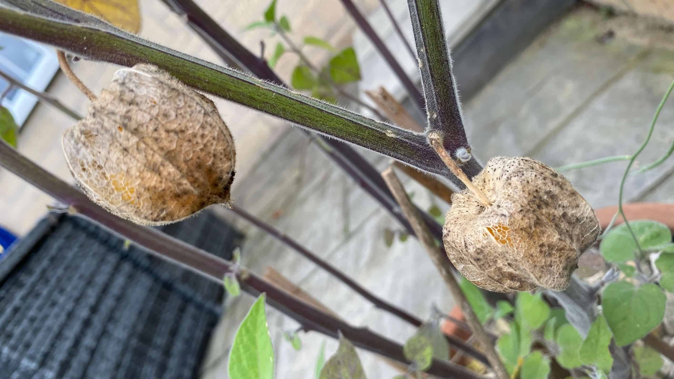 What To Do In The Garden In October garden-in-october-physalis