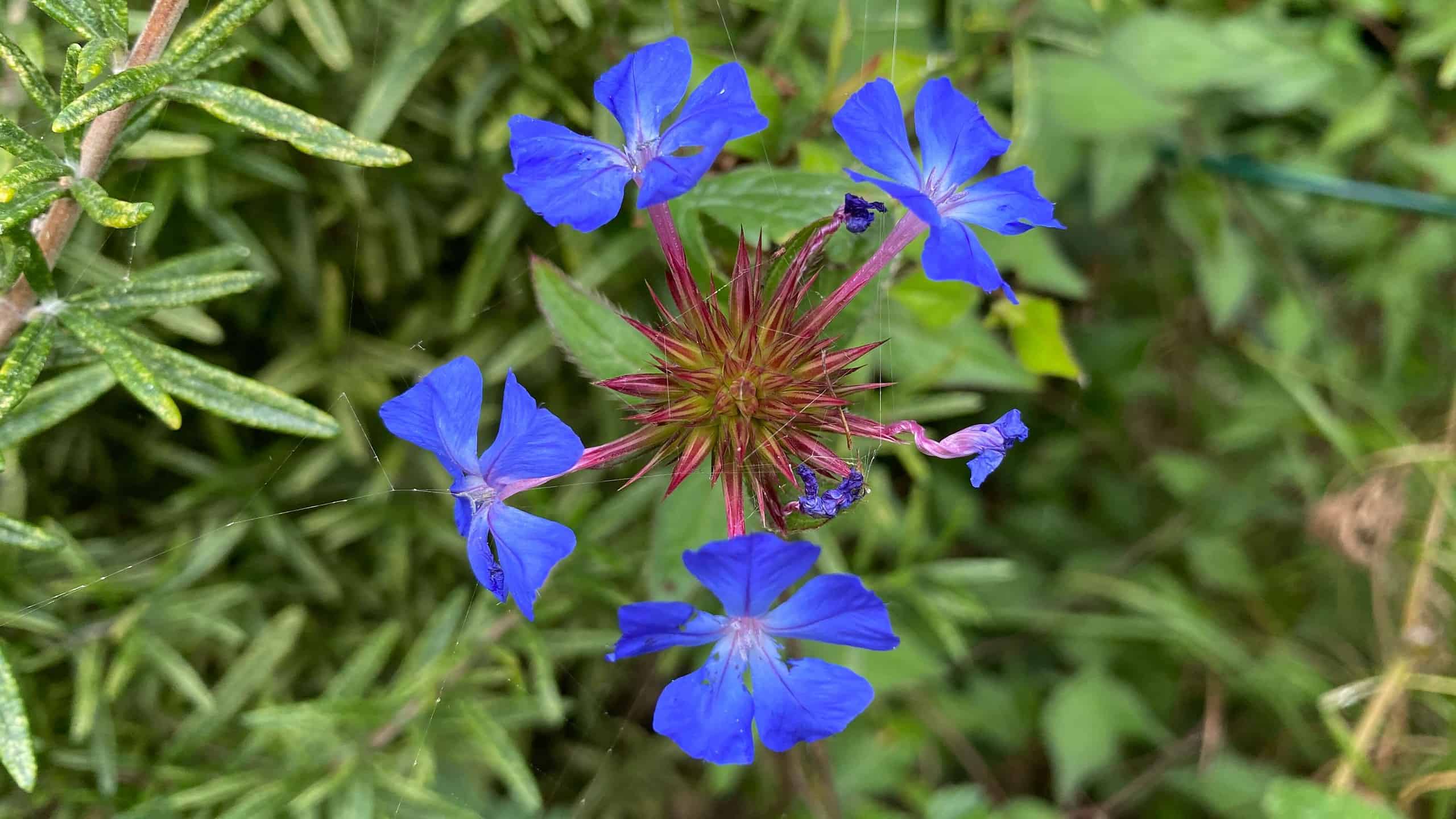 What To Do In The Garden In October garden-in-october-plumbago