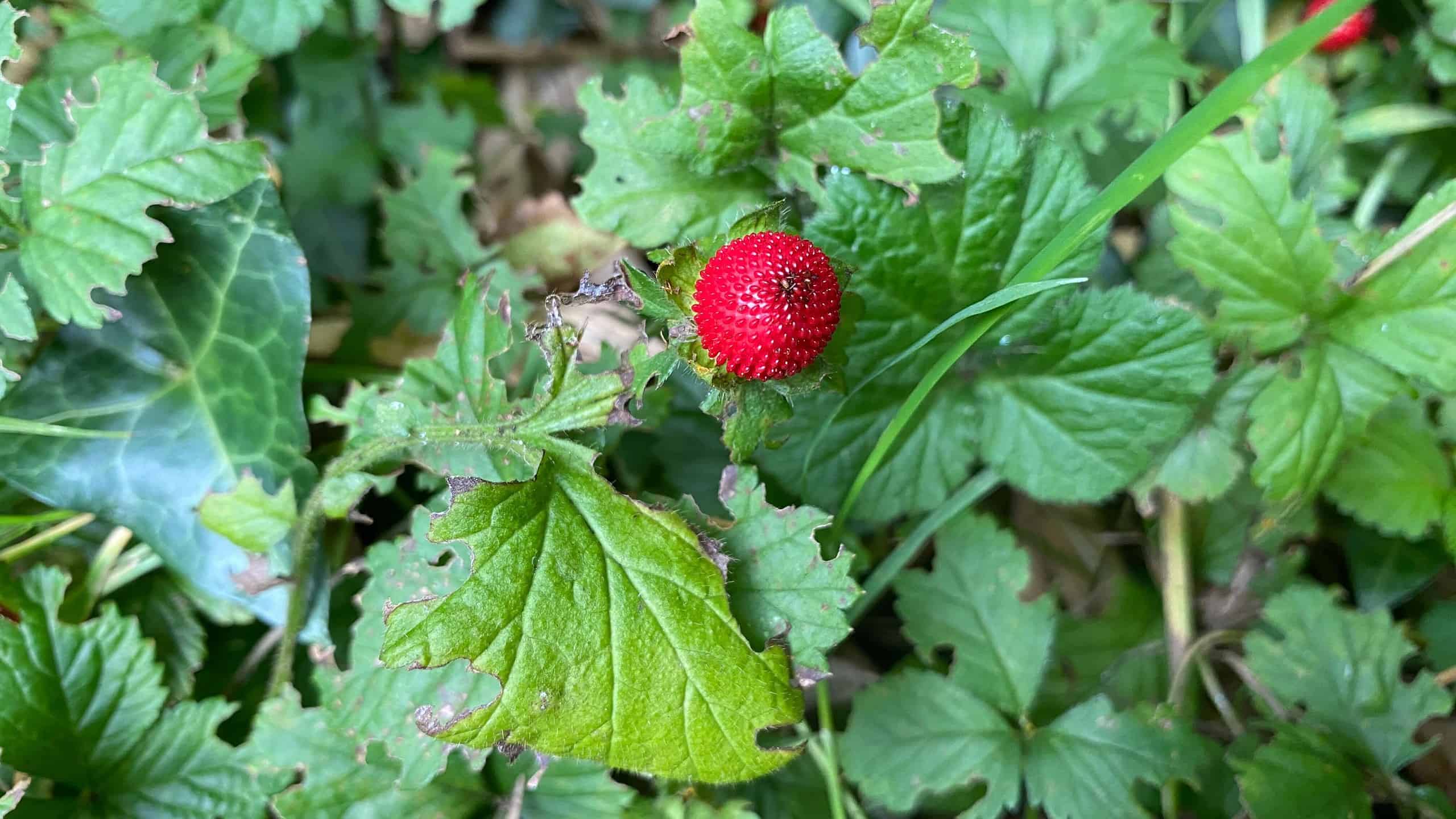 What To Do In The Garden In October garden-in-october-potentilla