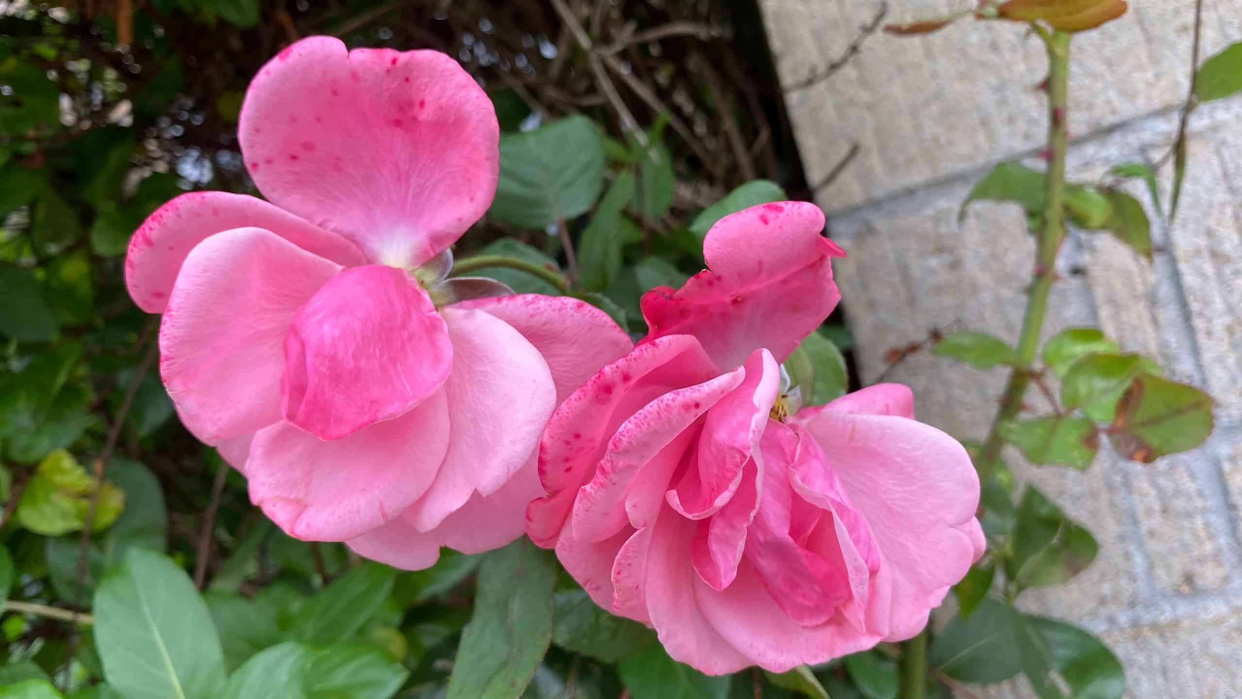 What To Do In The Garden In October garden-in-october-rose-pale-pink