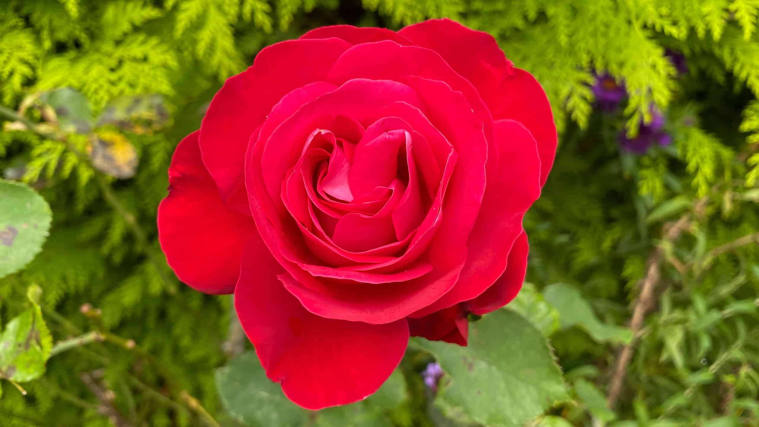 What To Do In The Garden In October garden-in-october-rose-red