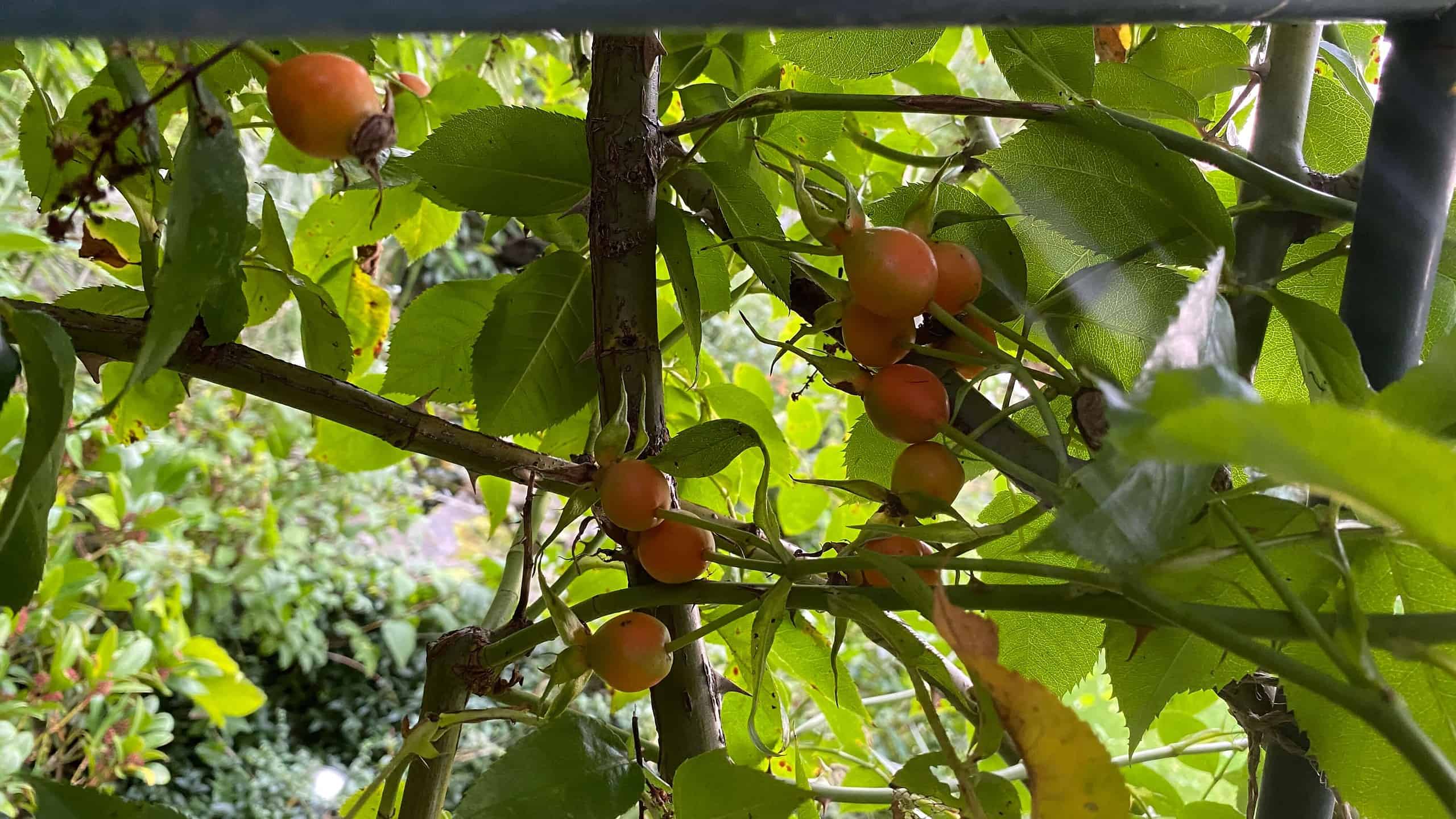 What To Do In The Garden In October garden-in-october-rosehips