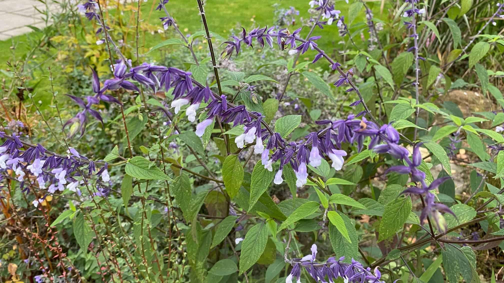 What To Do In The Garden In October garden-in-october-salvia-blue