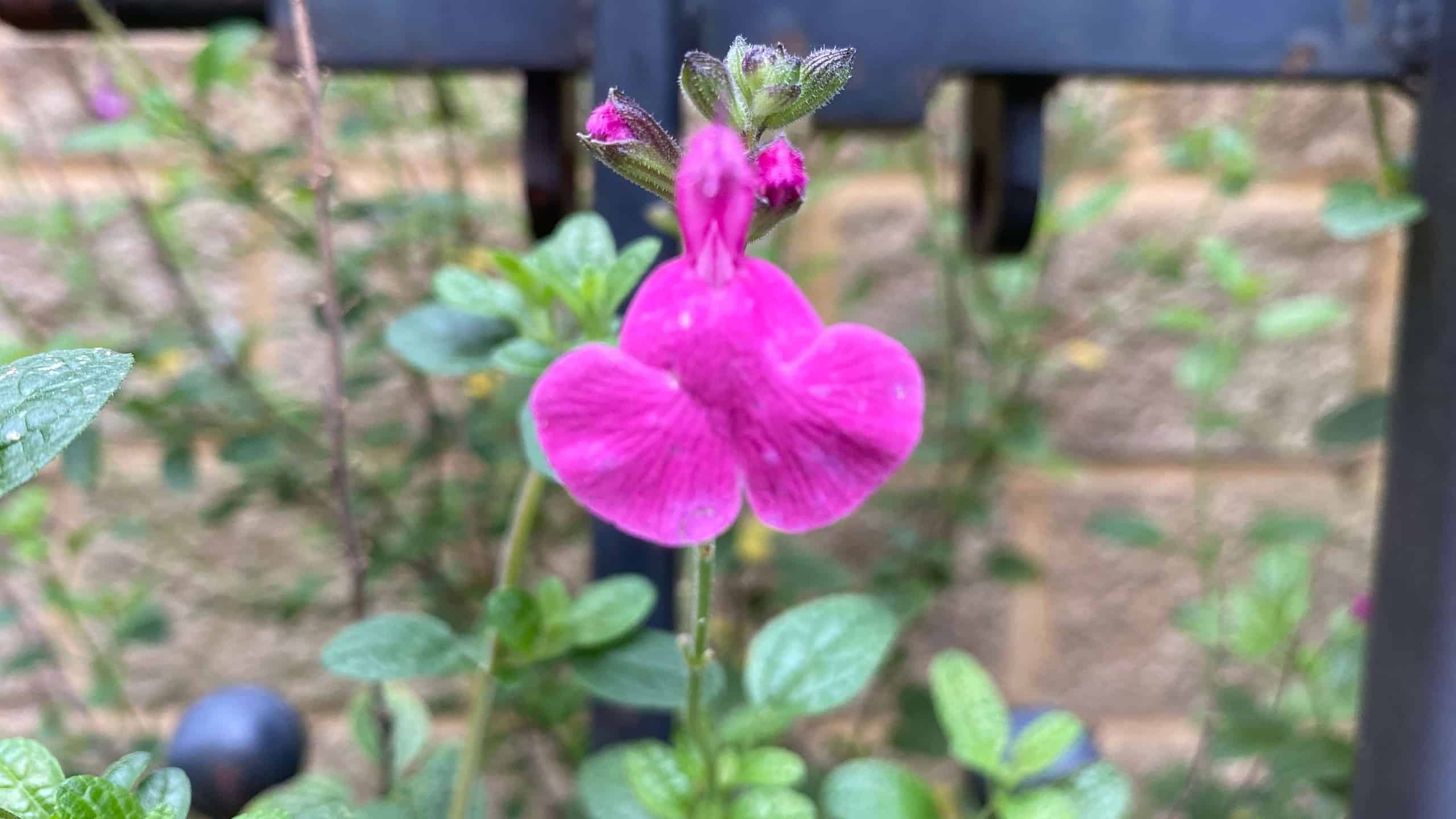 What To Do In The Garden In October garden-in-october-salvia-pink