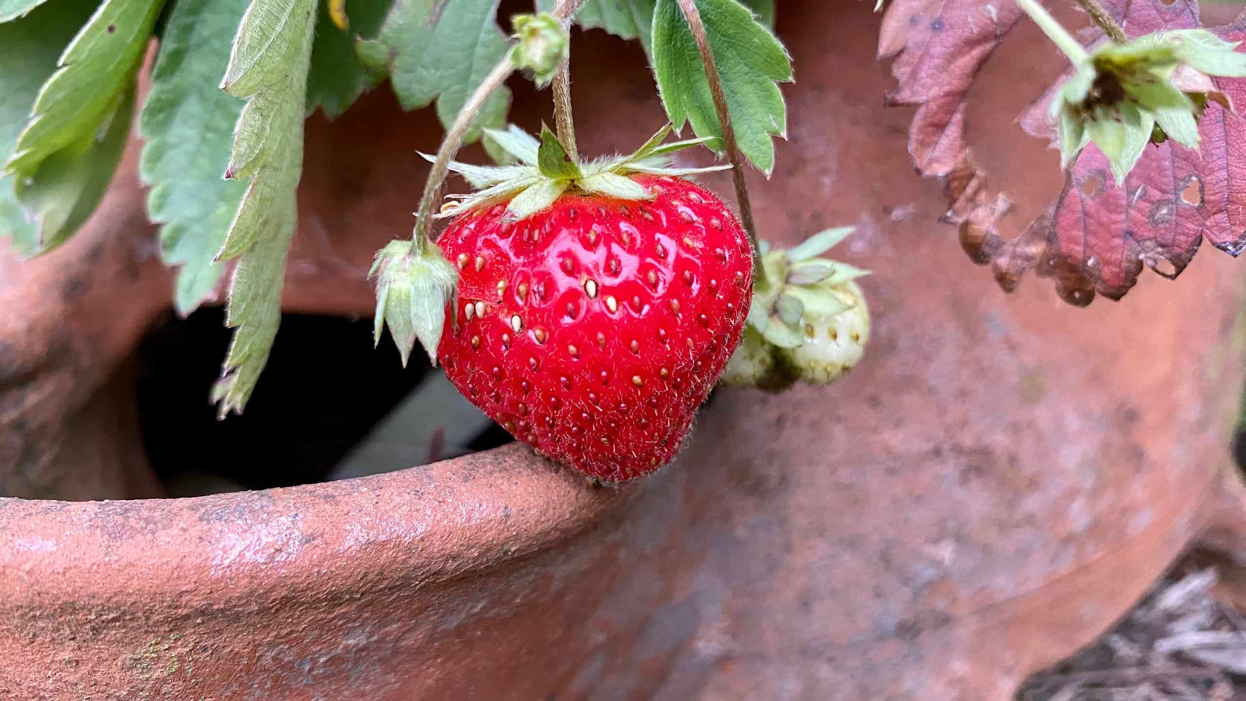 What To Do In The Garden In October garden-in-october-strawberry