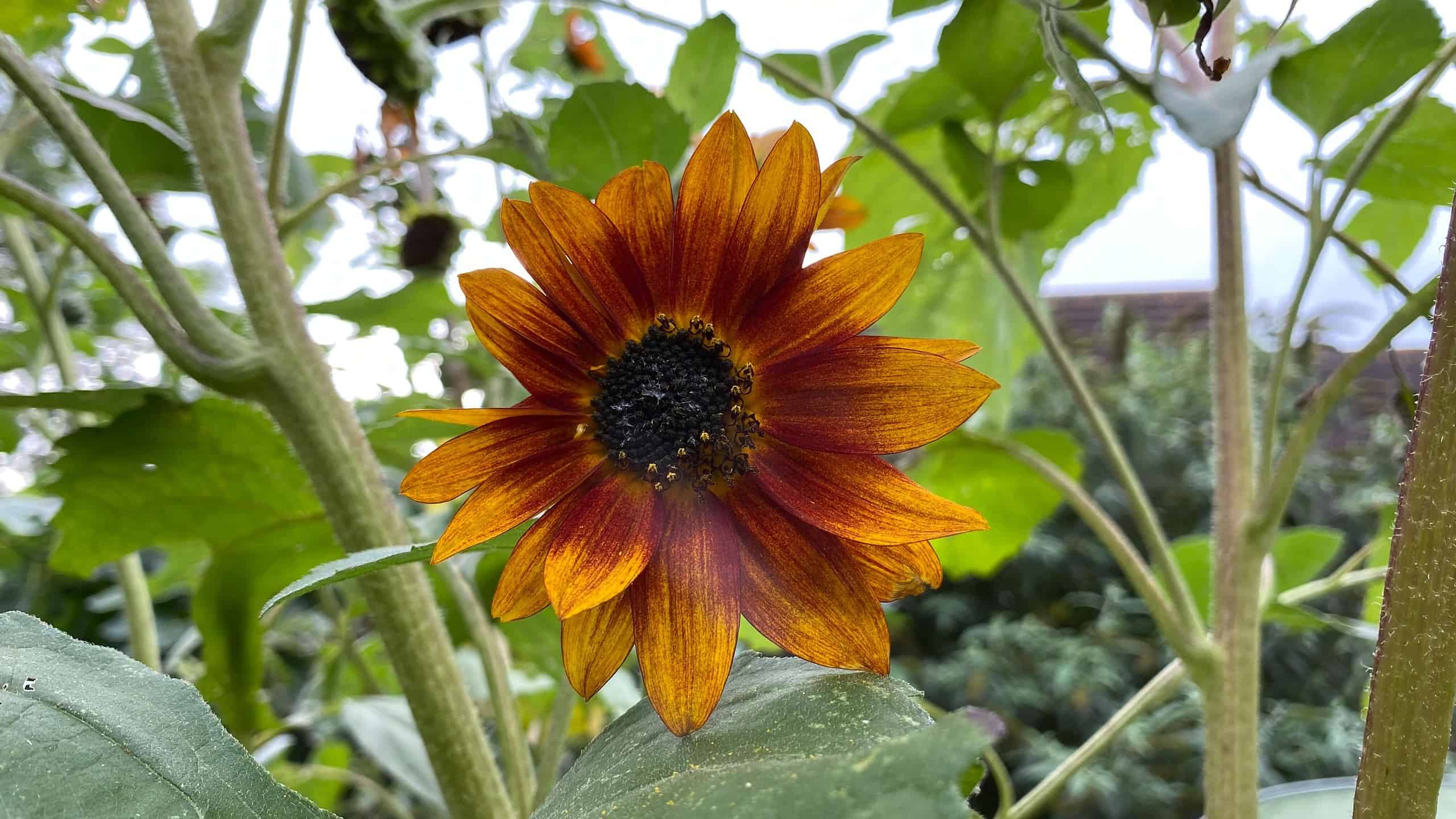 What To Do In The Garden In October garden-in-october-sunflower