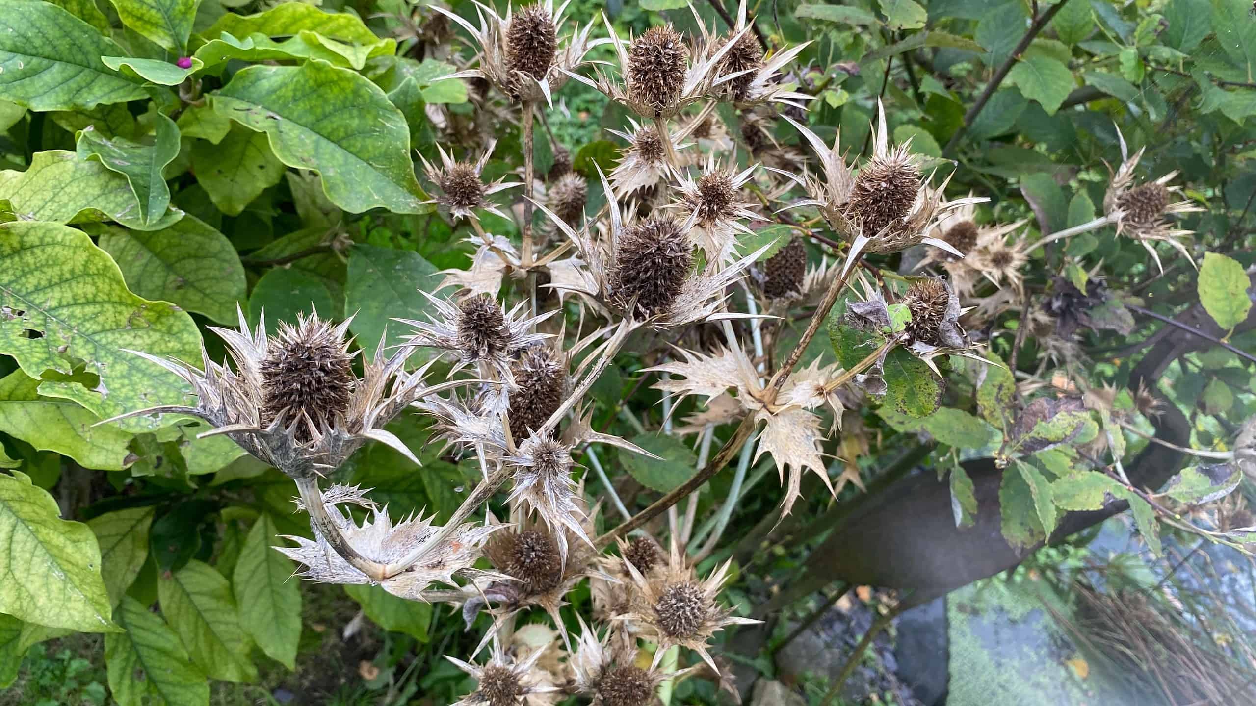 What To Do In The Garden In October garden-in-october-teazels