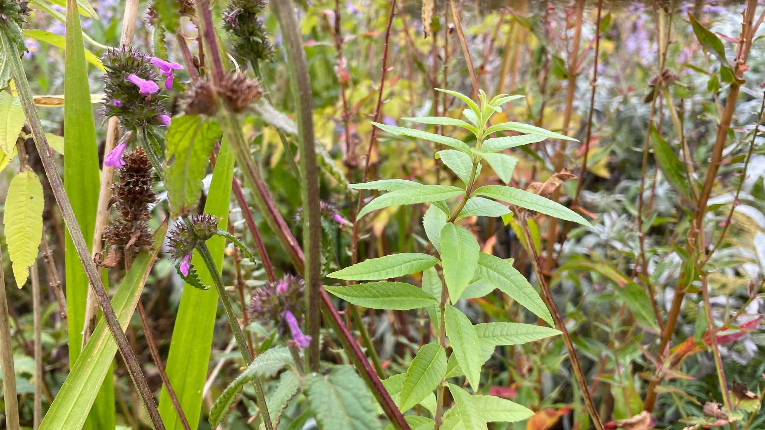 What To Do In The Garden In October garden-in-october-verbena-lemon