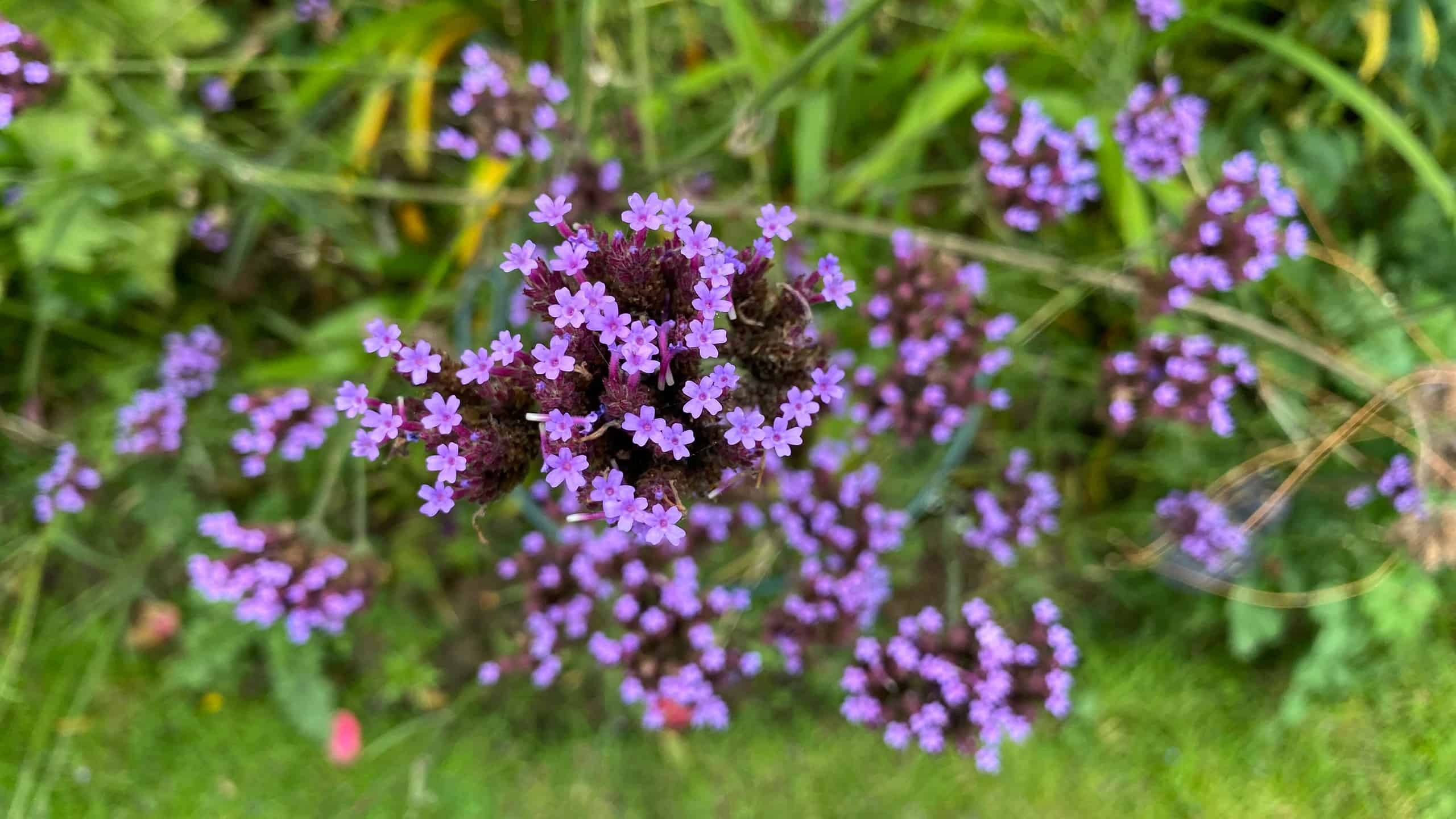 What To Do In The Garden In October garden-in-october-verbena