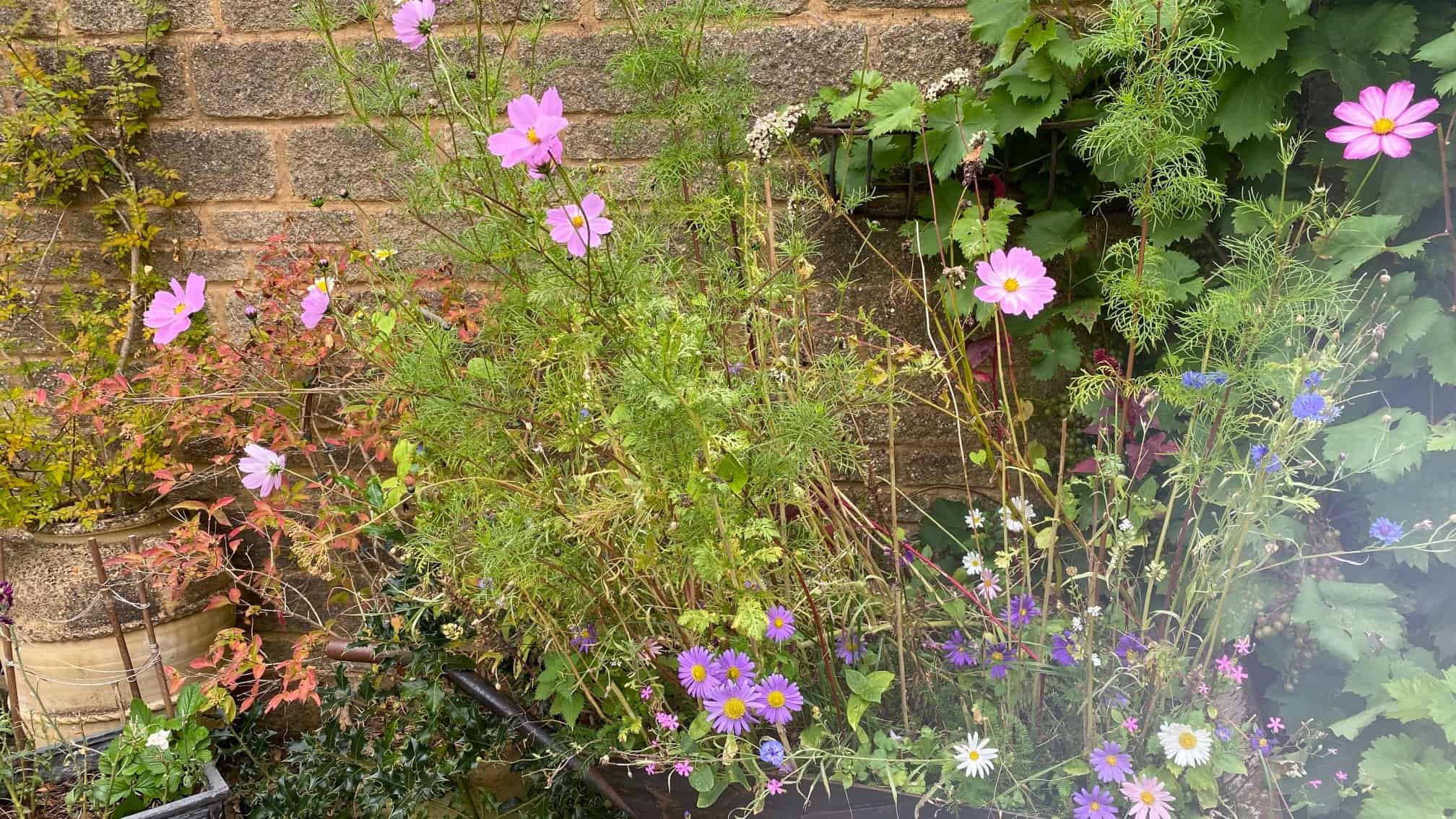 What To Do In The Garden In October garden-in-october-wildflowers
