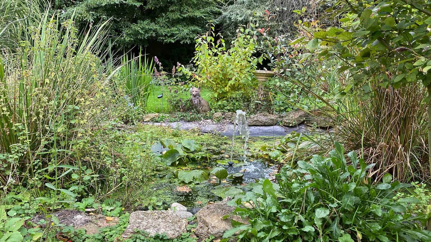What To Do In The Garden In October garden-in-october-wildlife-pond