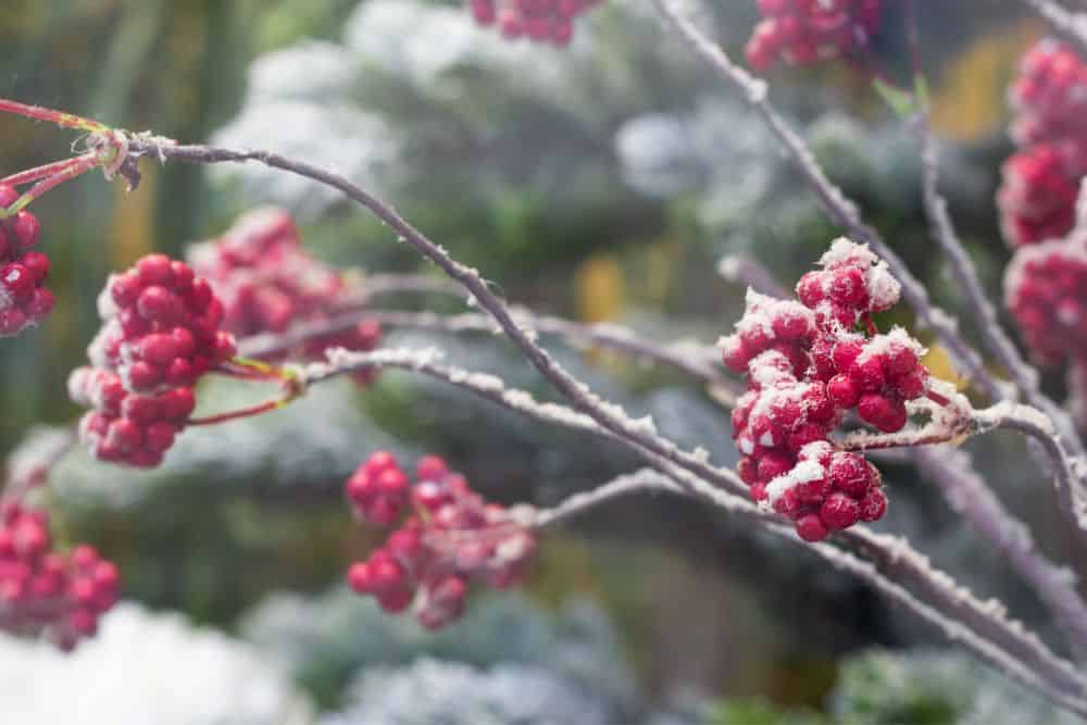 10 Simple Tips for Preparing Your Garden for Winter preparing-your-garden-for-winter-berries