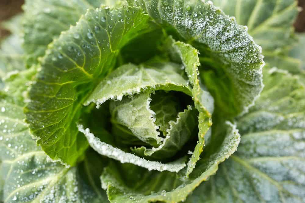 10 Simple Tips for Preparing Your Garden for Winter preparing-your-garden-for-winter-cover-crops