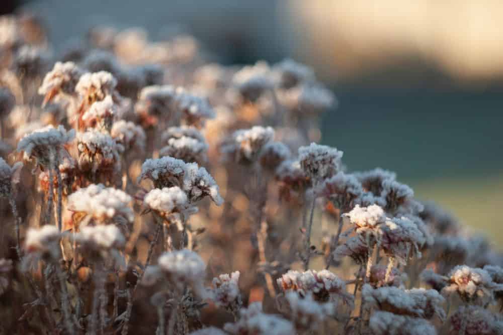 10 Simple Tips for Preparing Your Garden for Winter preparing-your-garden-for-winter-foliage