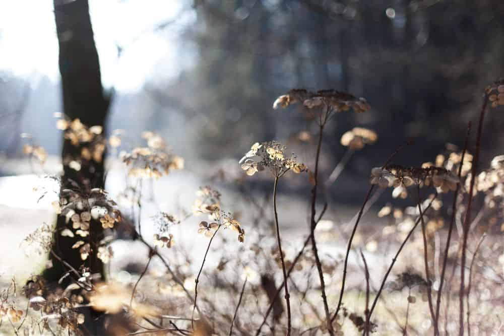 10 Simple Tips for Preparing Your Garden for Winter preparing-your-garden-for-winter-seedheads