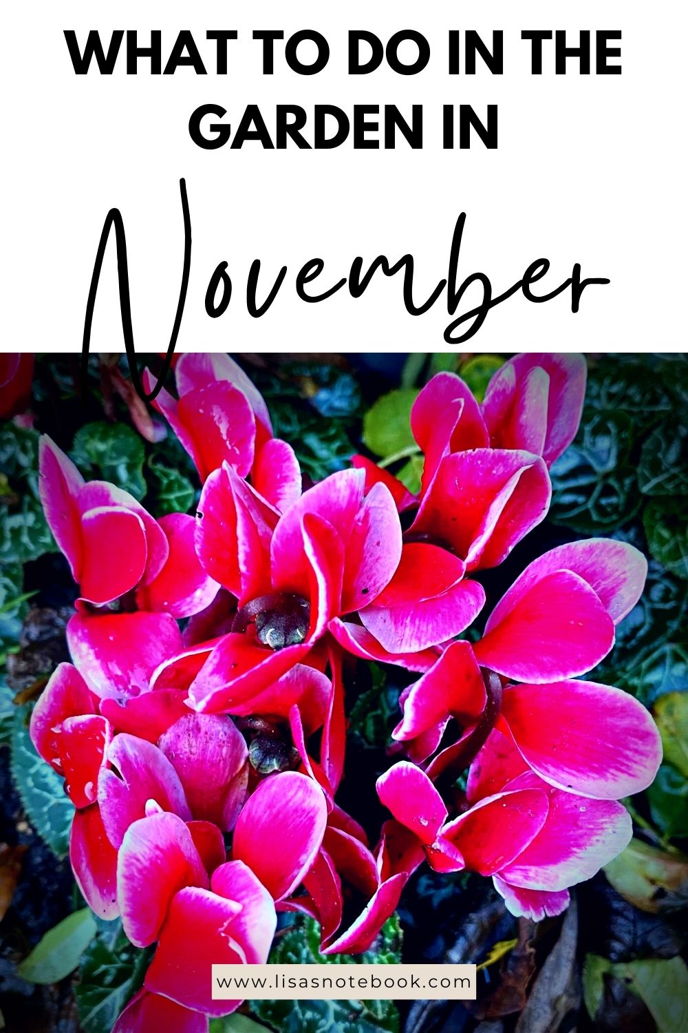 What To Do In The Garden In November garden-in-november-cyclamen-pinterest