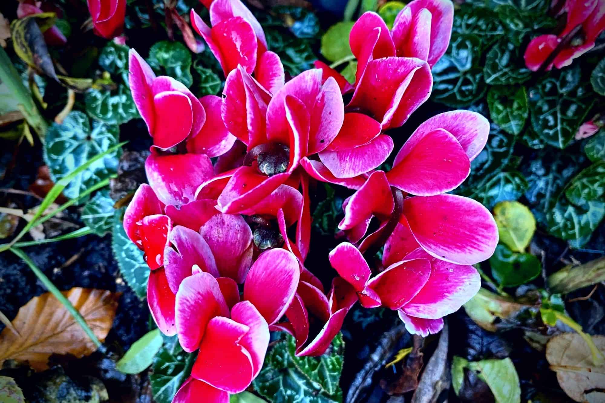 What To Do In The Garden In November garden-in-november-cyclamen