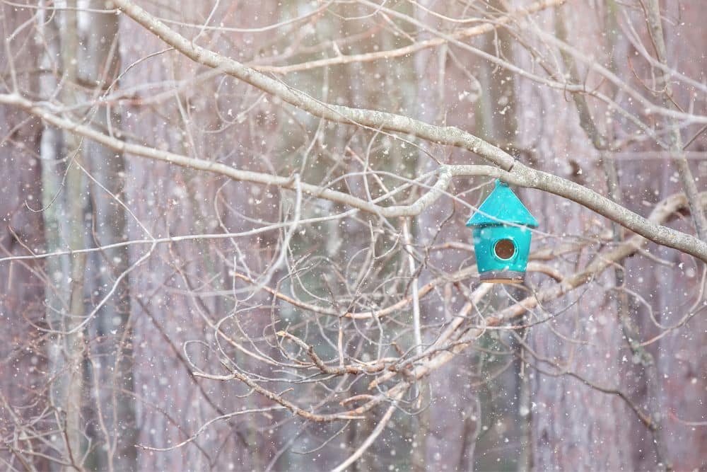 Thriving in the Chill: 11 Essential Winter Gardening Tips for a Flourishing Garden * essential-winter-gardening-tips-bird-feeder