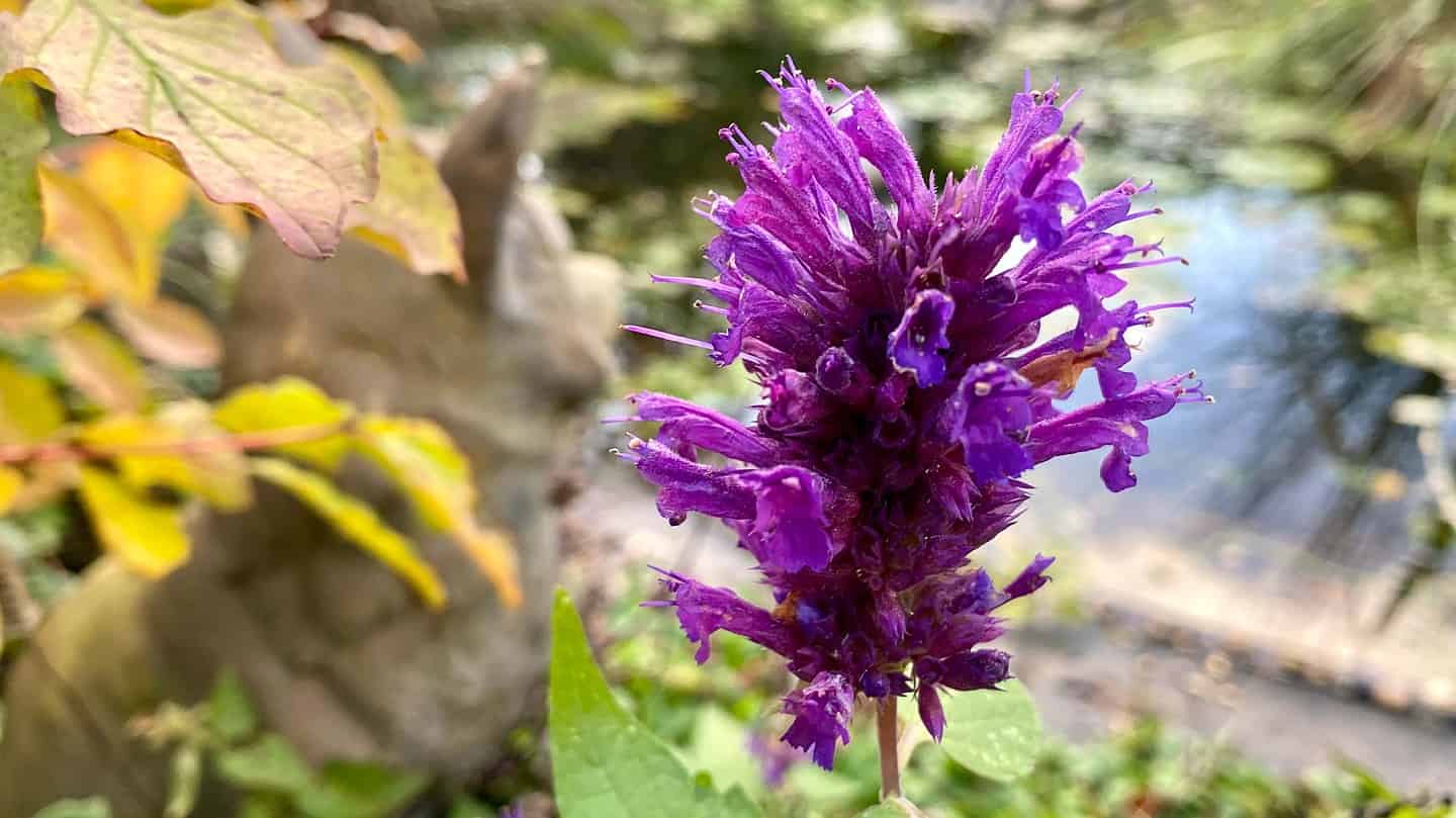 What To Do In The Garden In November garden-in-november-agastache