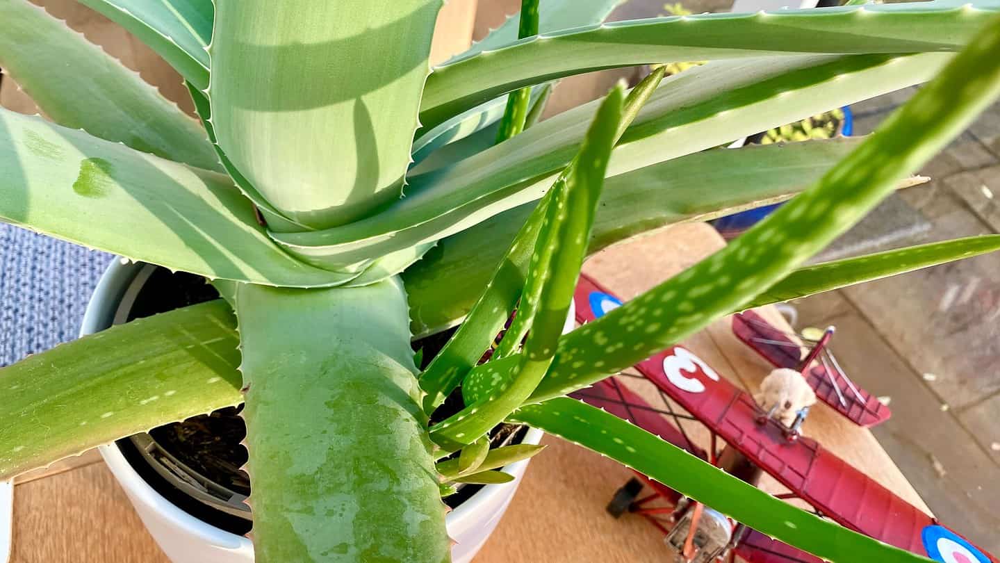 What To Do In The Garden In November garden-in-november-aloe-vera