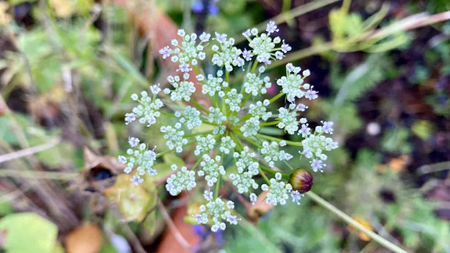What To Do In The Garden In November garden-in-november-amni