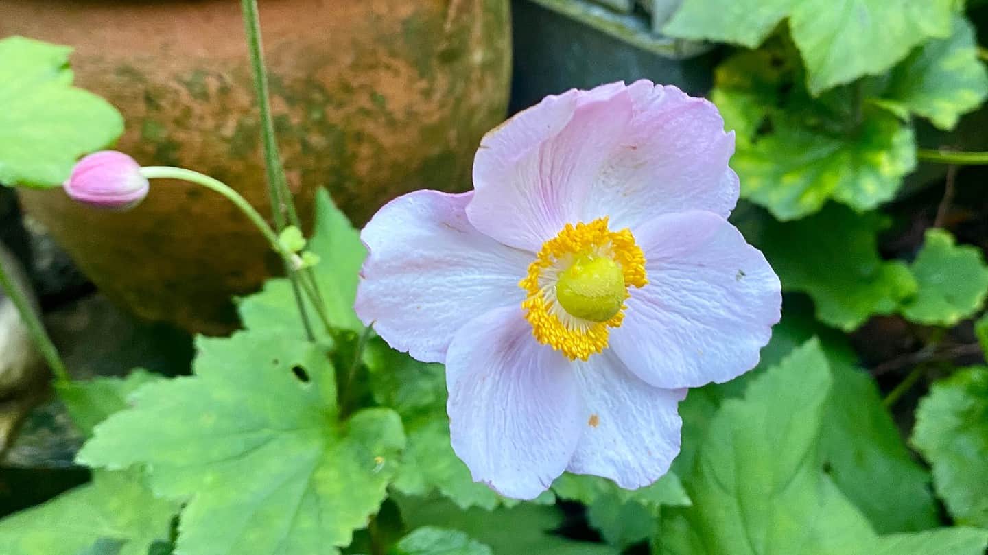What To Do In The Garden In November garden-in-november-anemone-pink