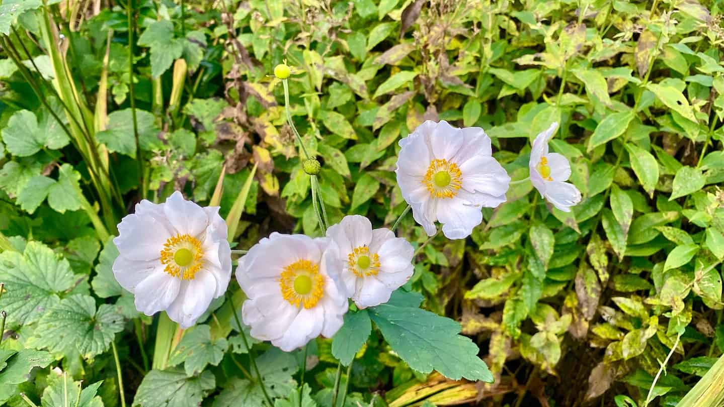 What To Do In The Garden In November garden-in-november-anemone-white