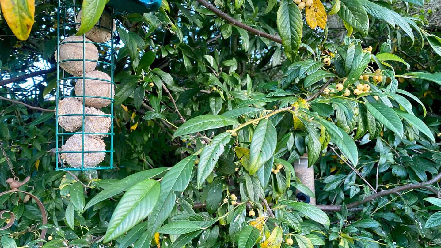 What To Do In The Garden In November garden-in-november-bird-feeders
