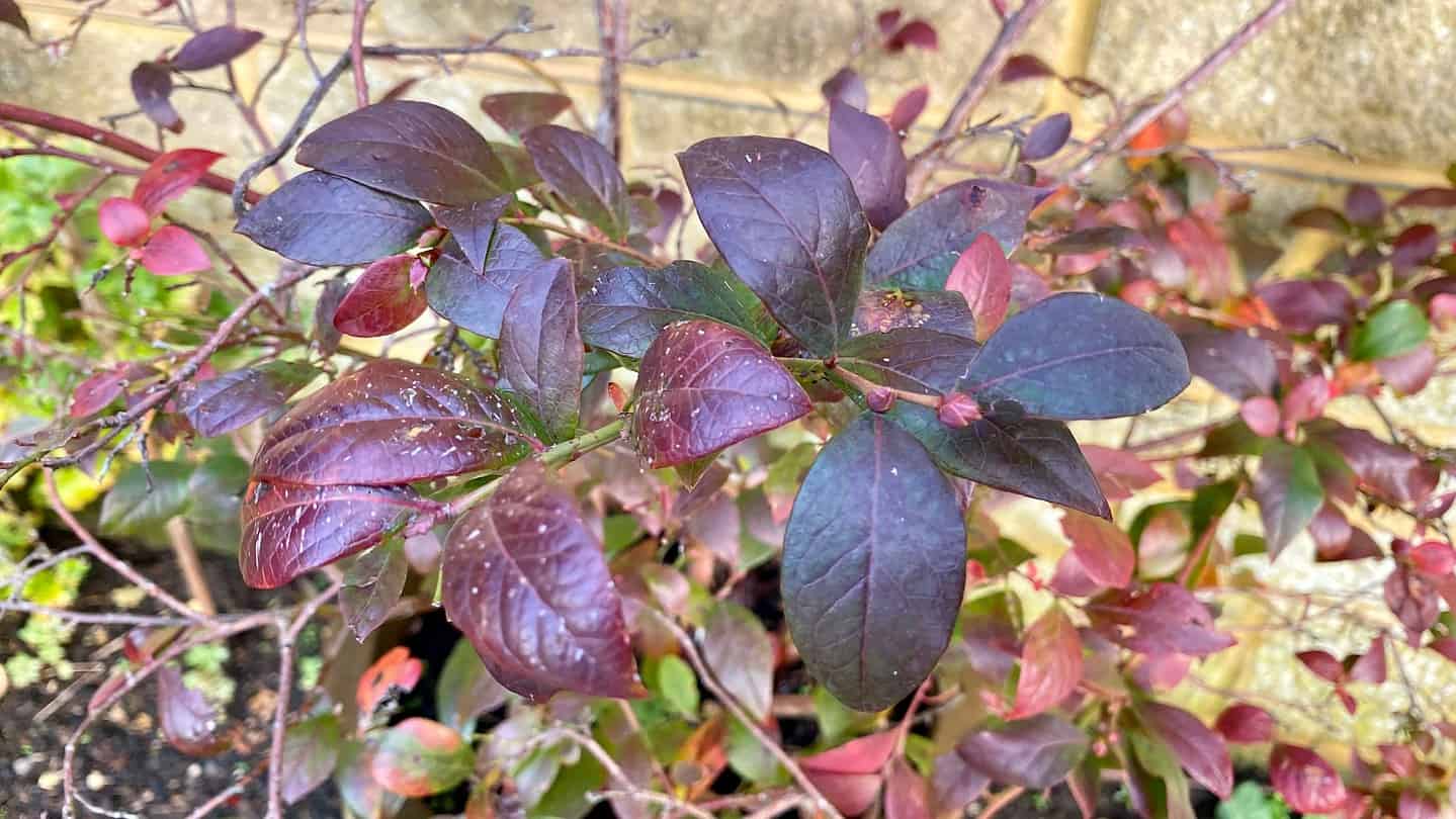 What To Do In The Garden In November garden-in-november-blueberry