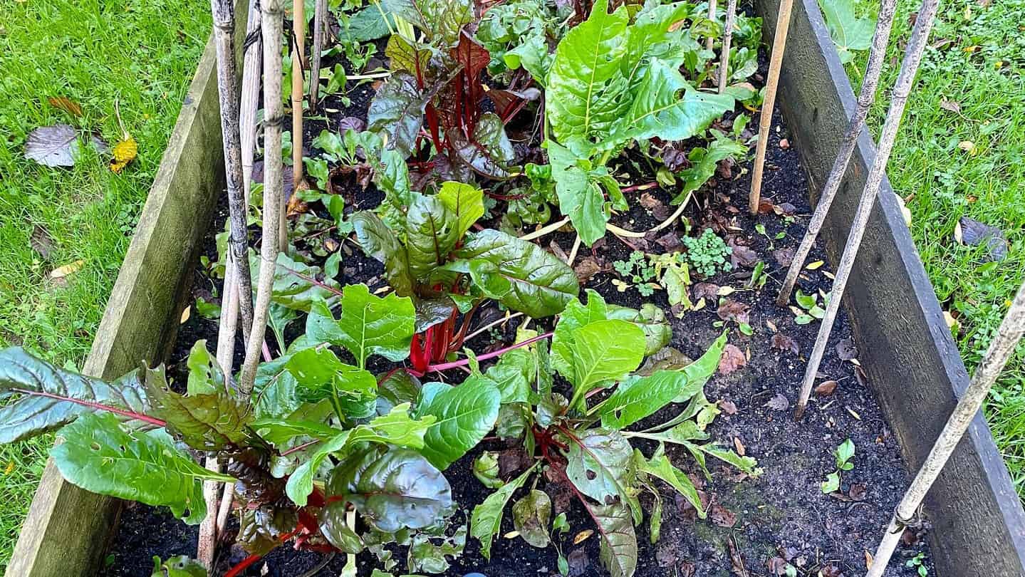 What To Do In The Garden In November garden-in-november-chard