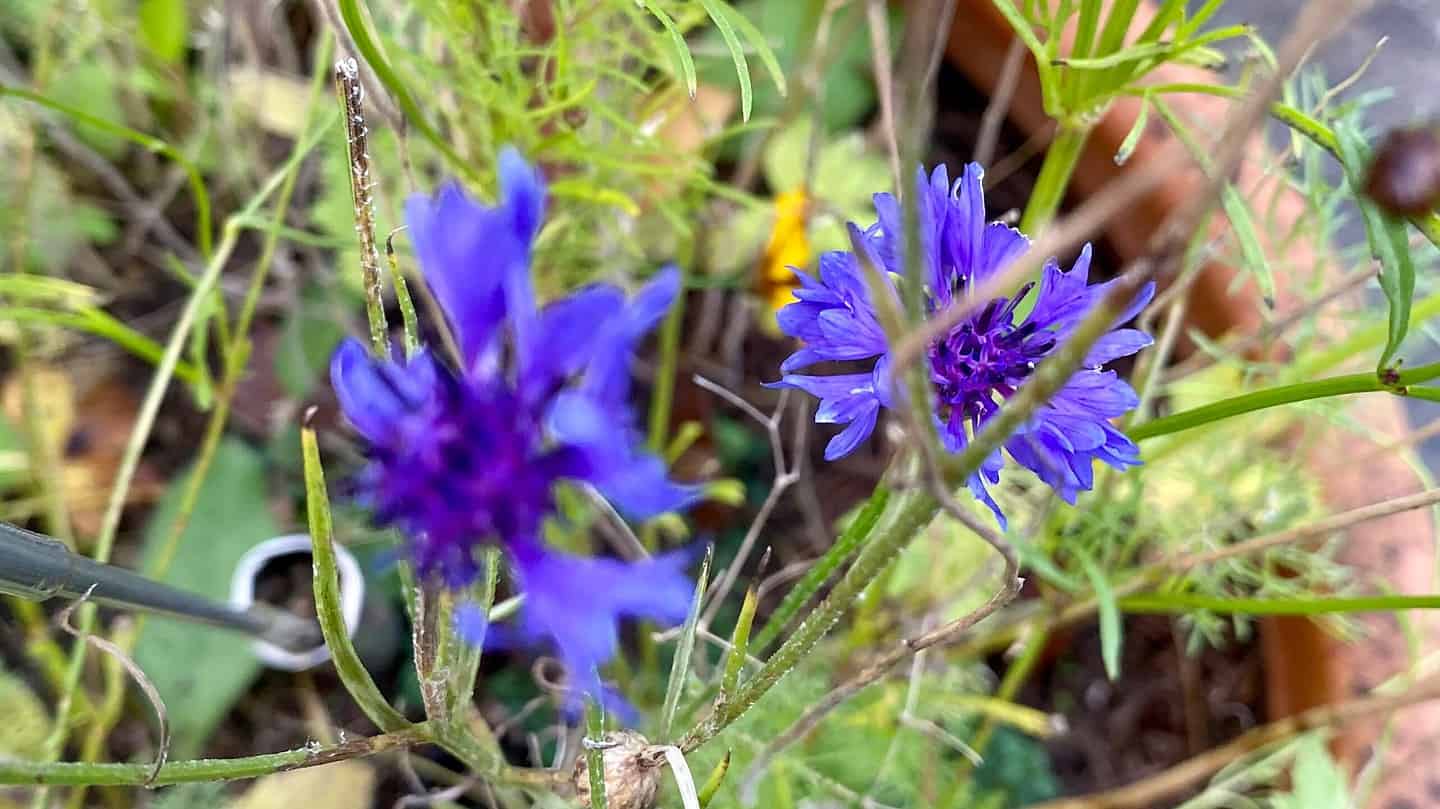 What To Do In The Garden In November garden-in-november-cornflower-blue