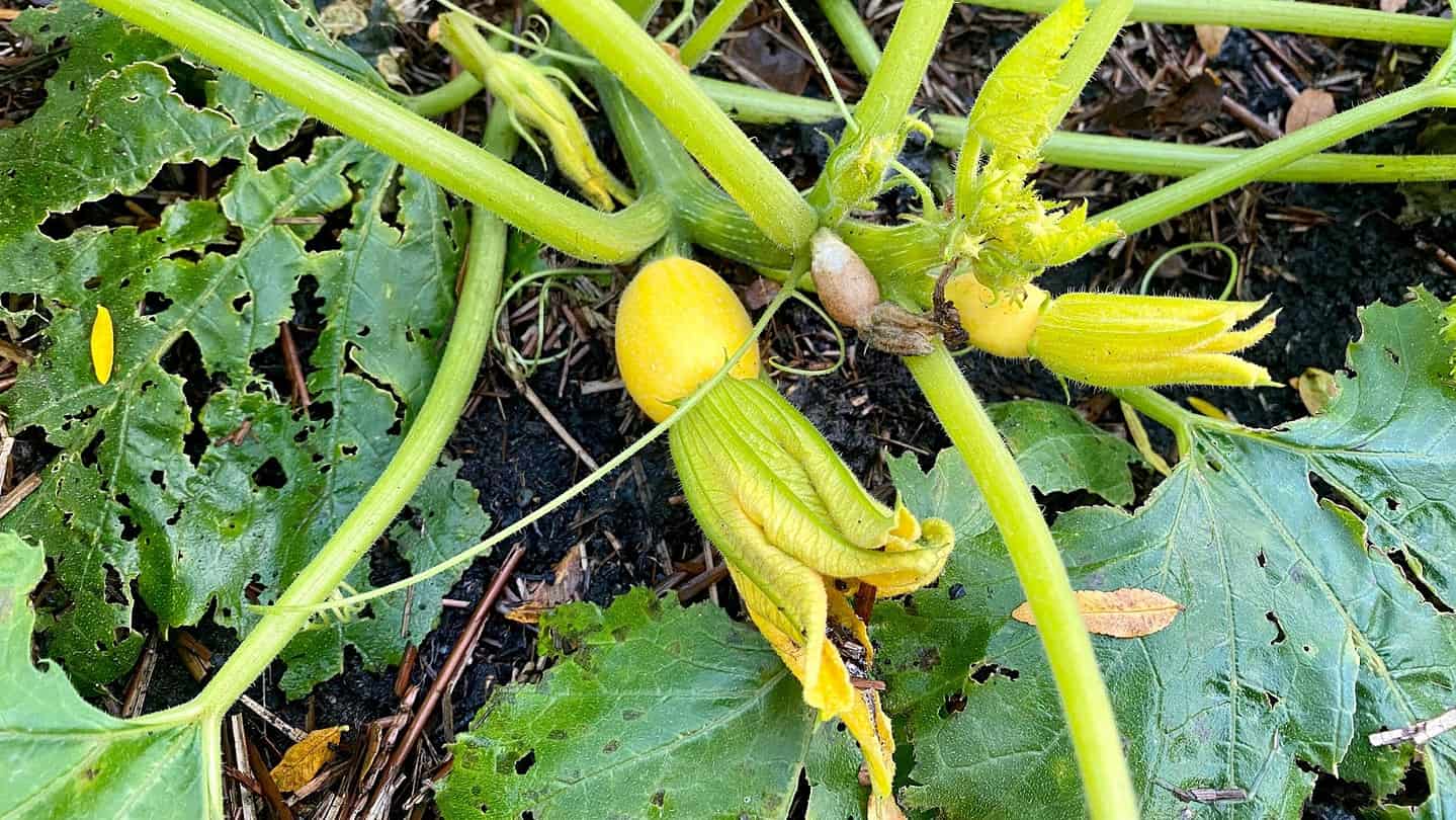 What To Do In The Garden In November garden-in-november-courgettes