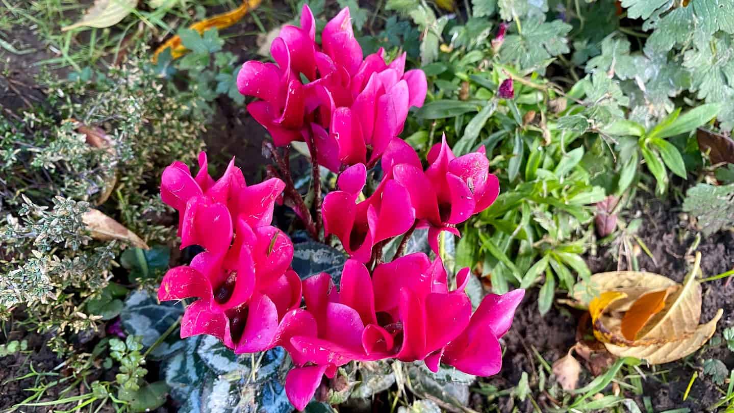 What To Do In The Garden In November garden-in-november-cyclamen-pnk