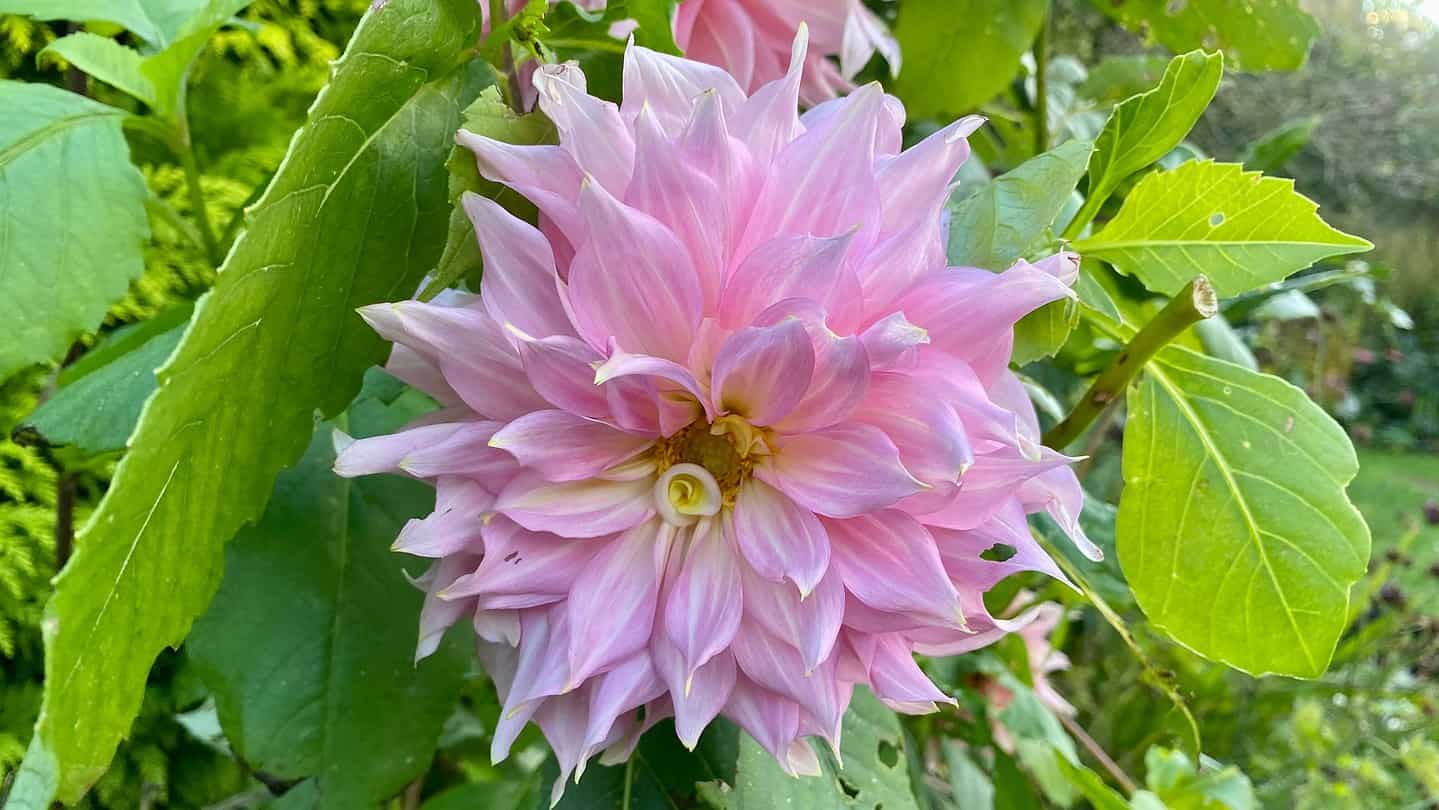 What To Do In The Garden In November garden-in-november-dahlia-pink