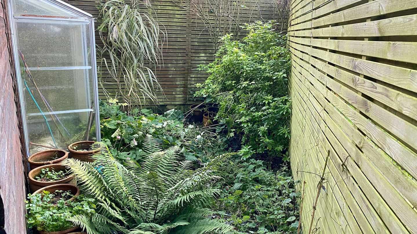 What To Do In The Garden In November garden-in-november-fern