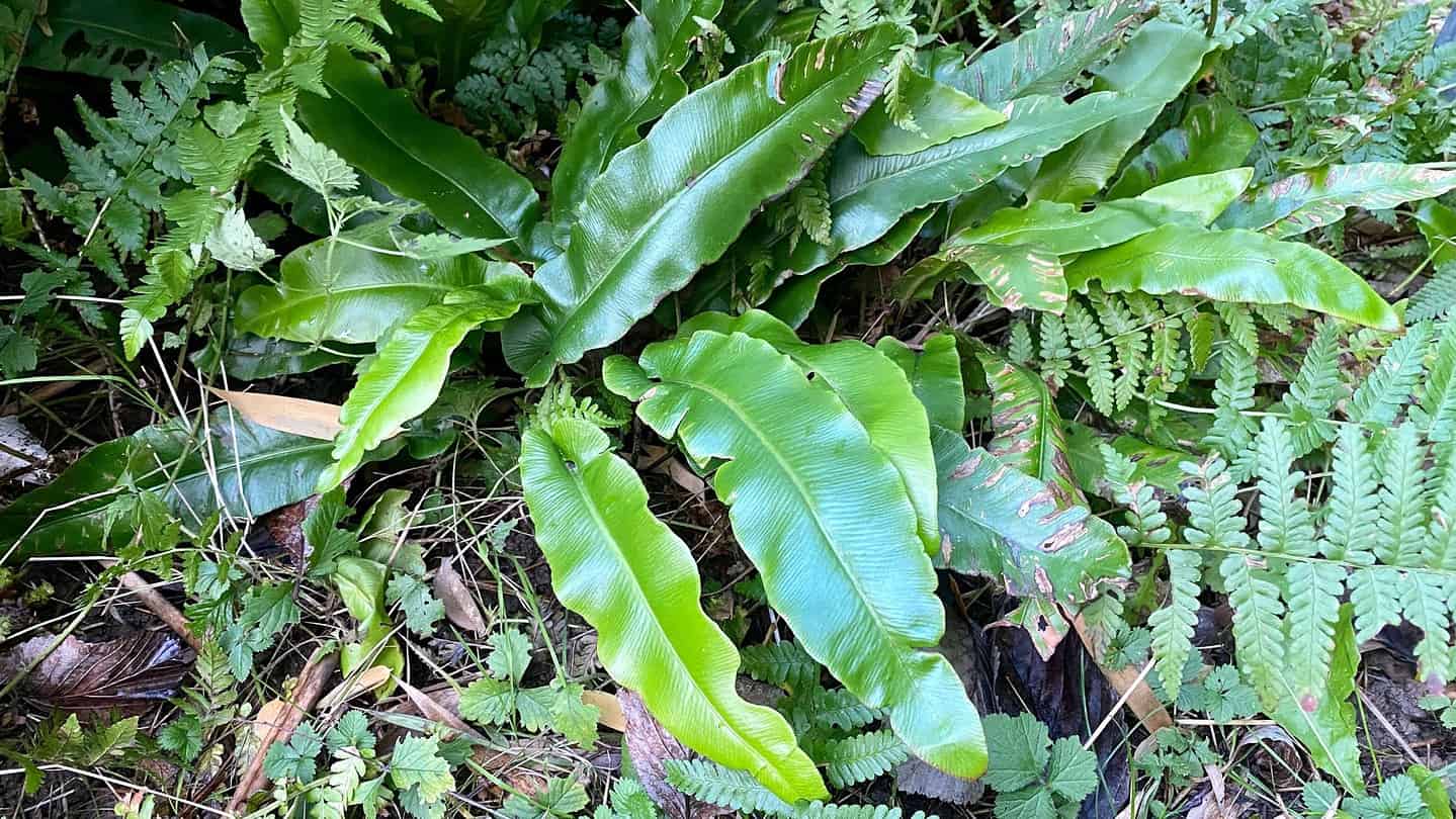 What To Do In The Garden In November garden-in-november-ferns
