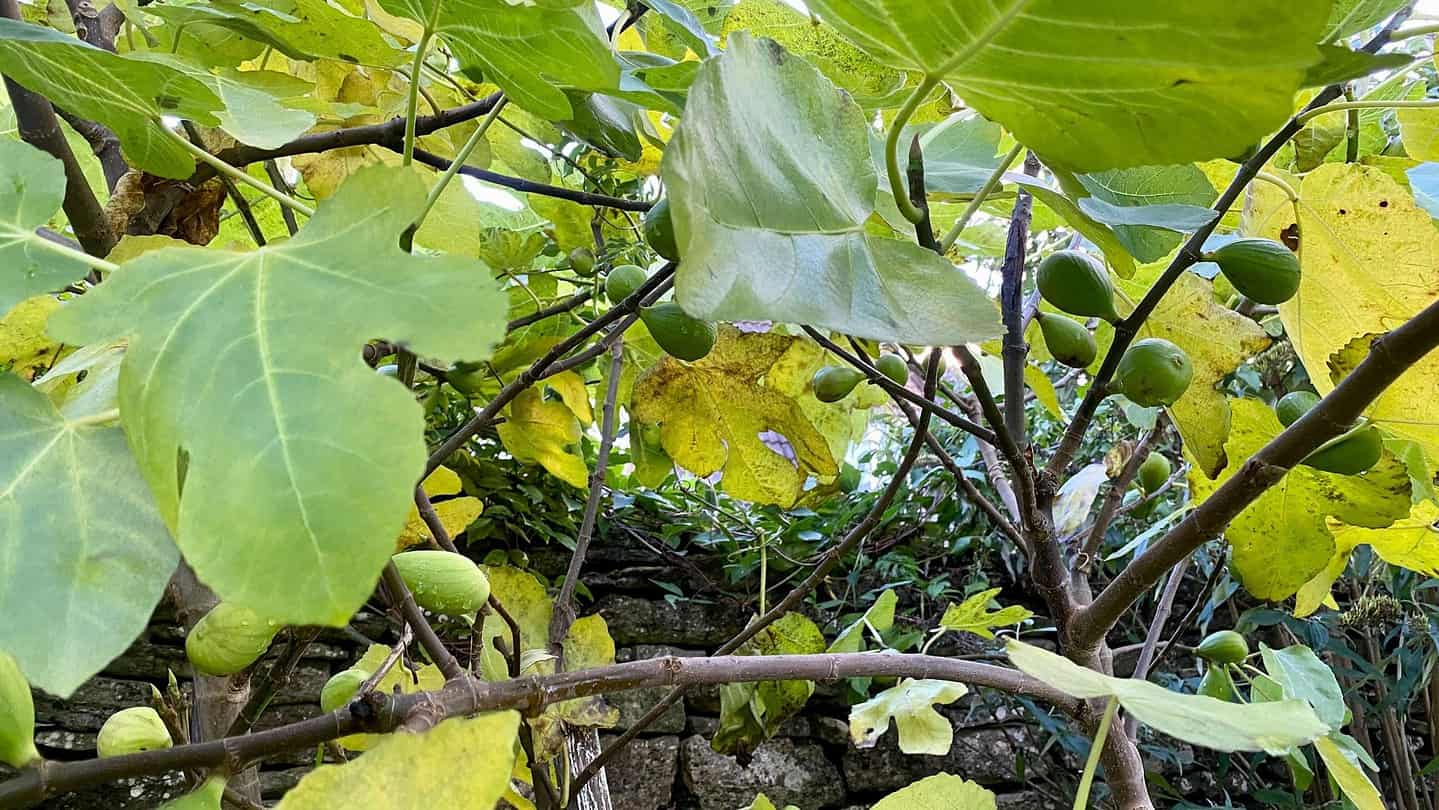 What To Do In The Garden In November garden-in-november-figs
