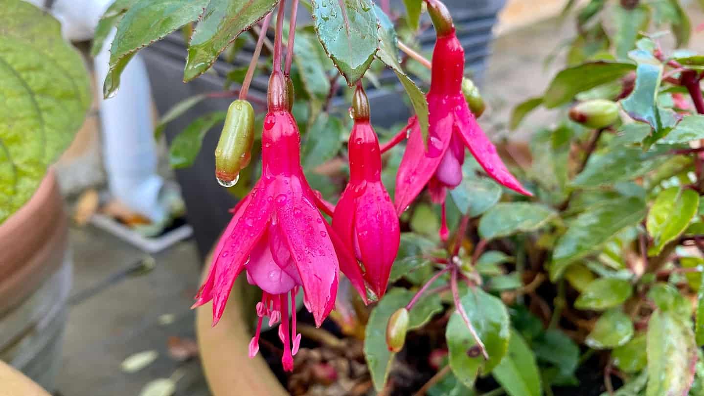 What To Do In The Garden In November garden-in-november-fuchsias