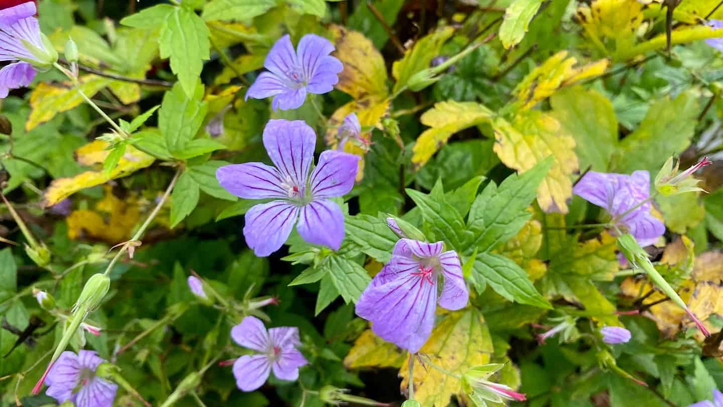 What To Do In The Garden In November garden-in-november-geranium-nodosum