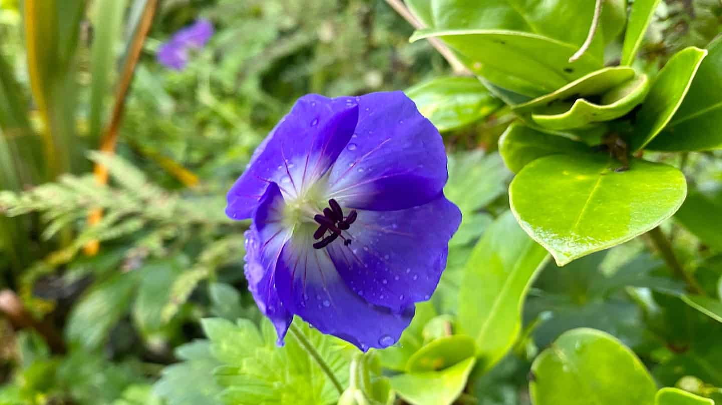What To Do In The Garden In November garden-in-november-geranium-rozanne